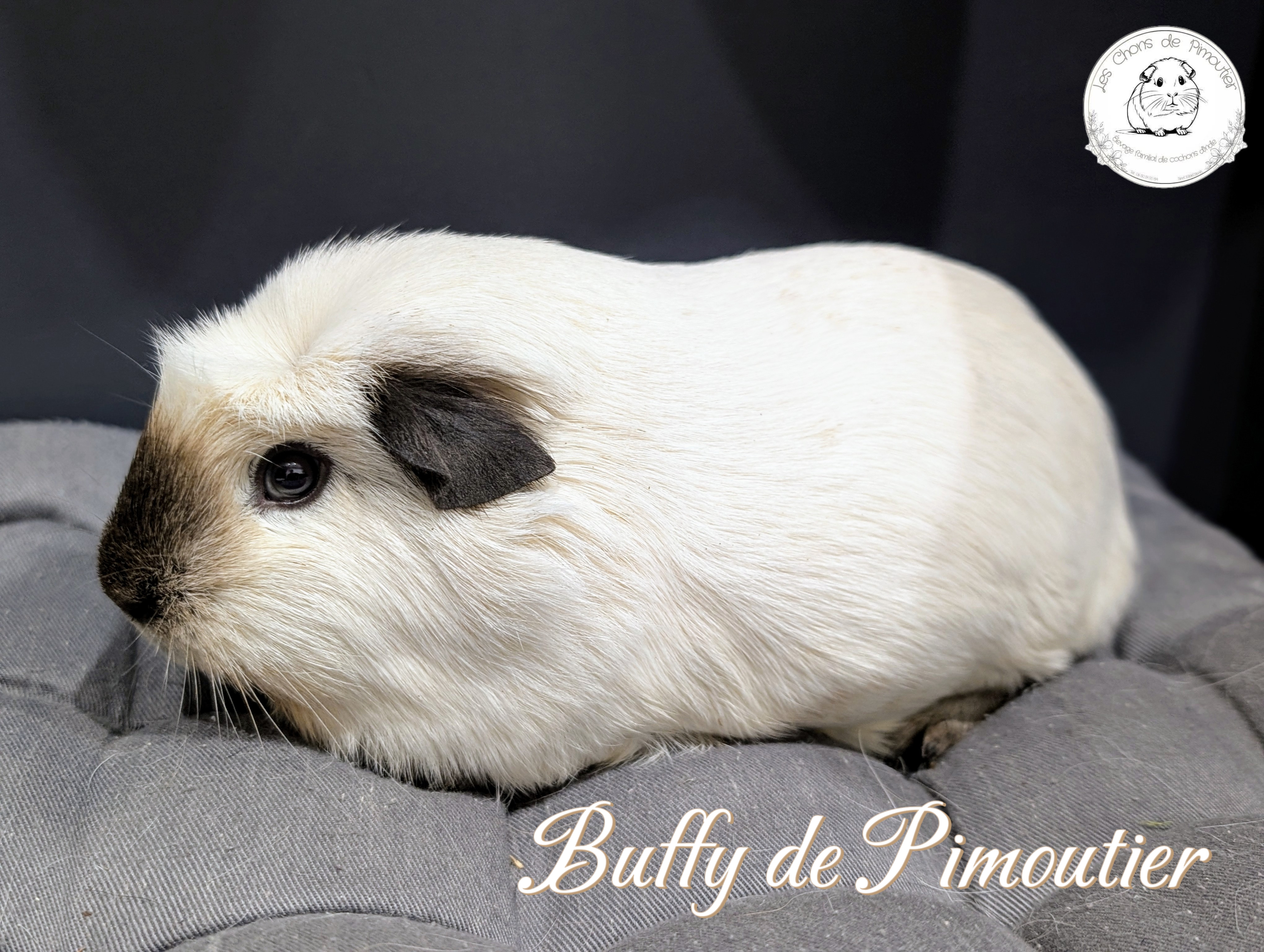 Photo de Buffy de Pimoutier 