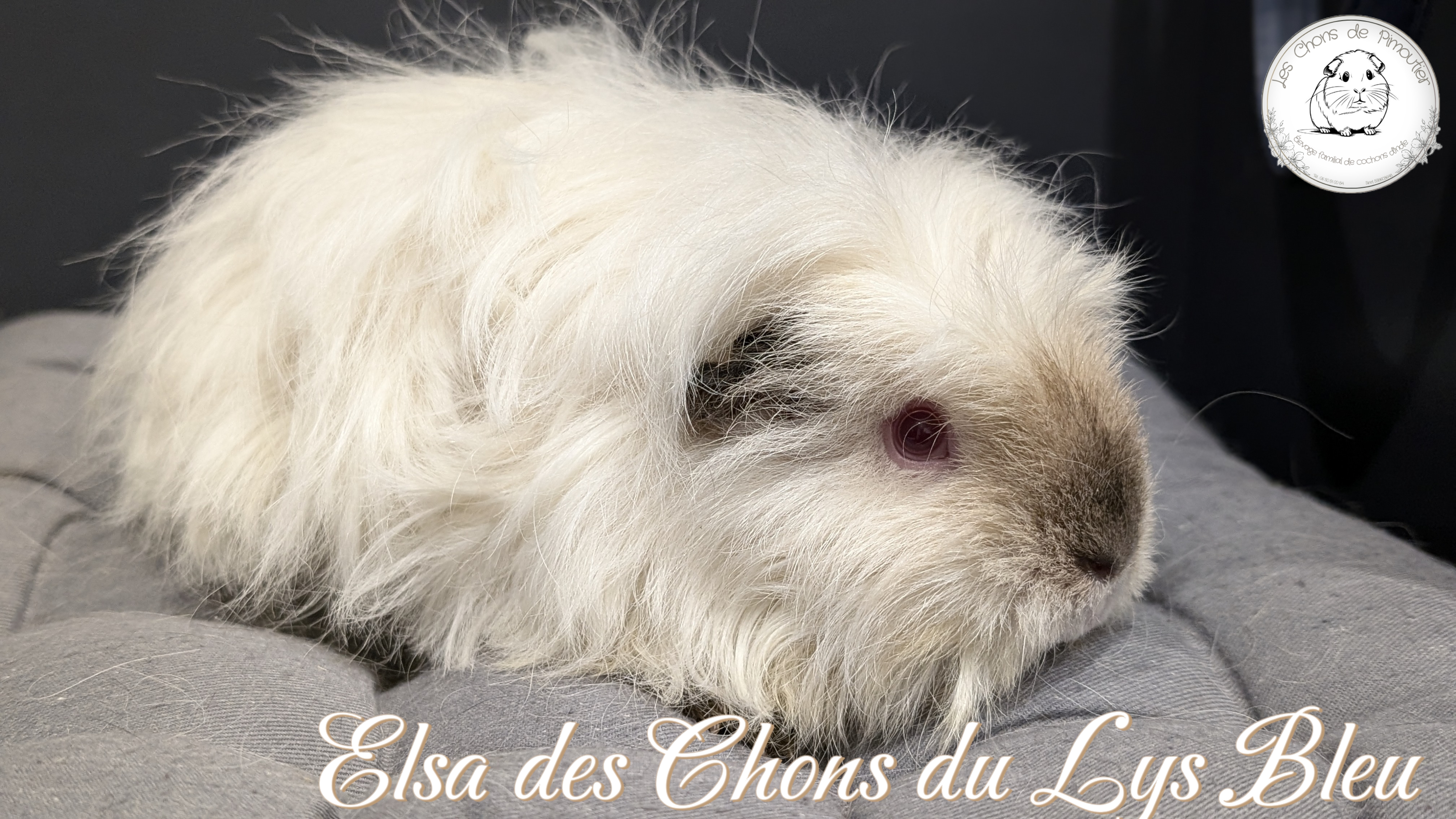 Photo de Elsa des Chons du Lys Bleu 
