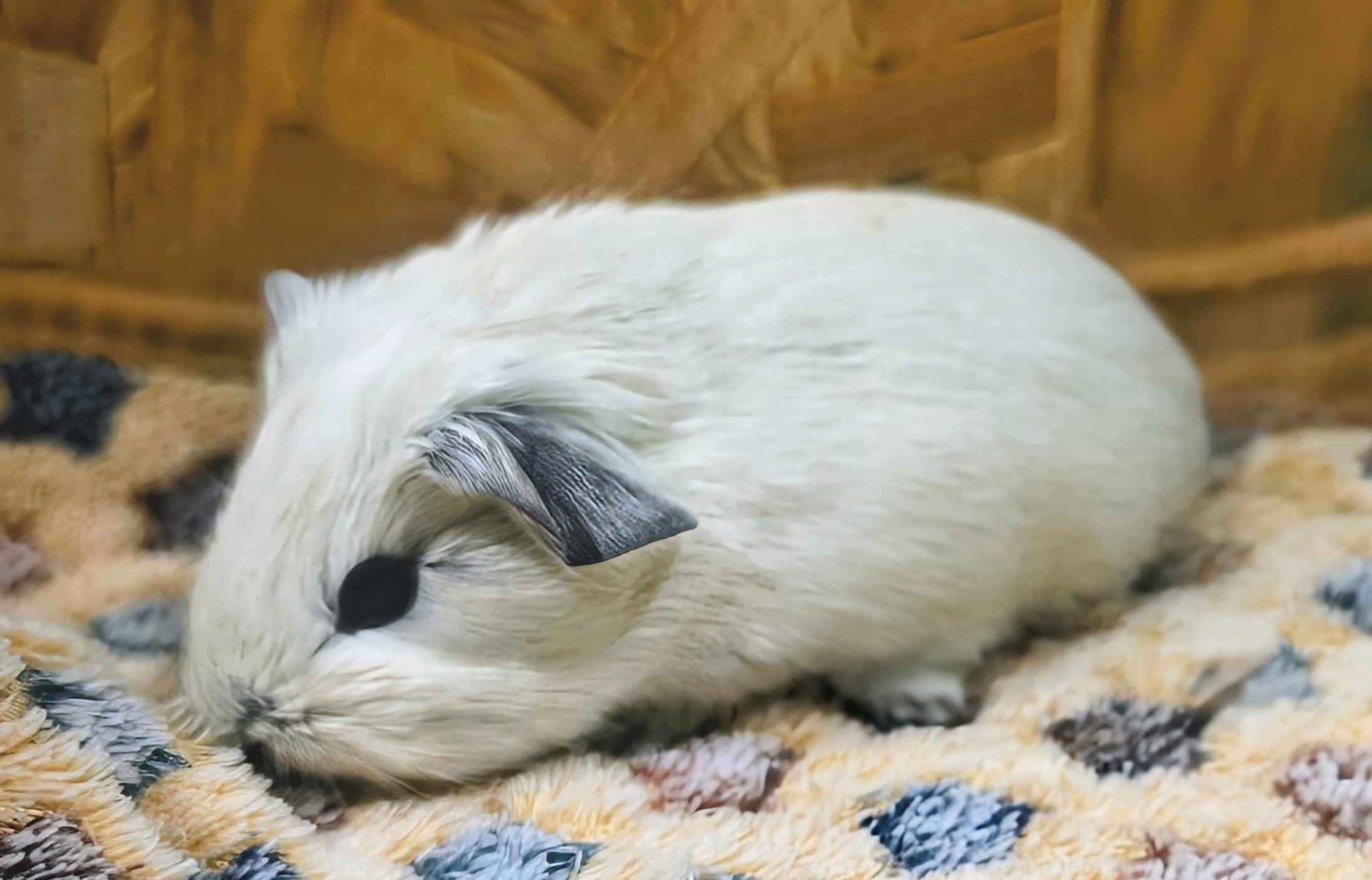 Photo de Boule de Pimoutier