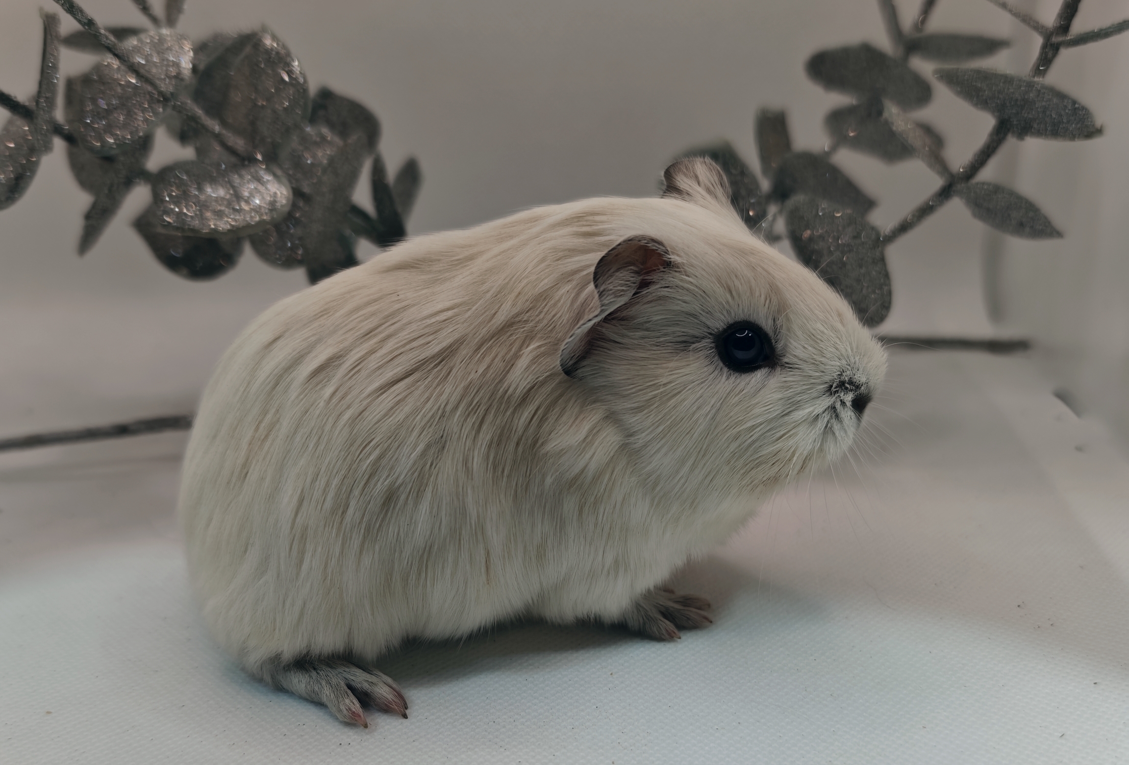 Photo de Flocon de Pimoutier