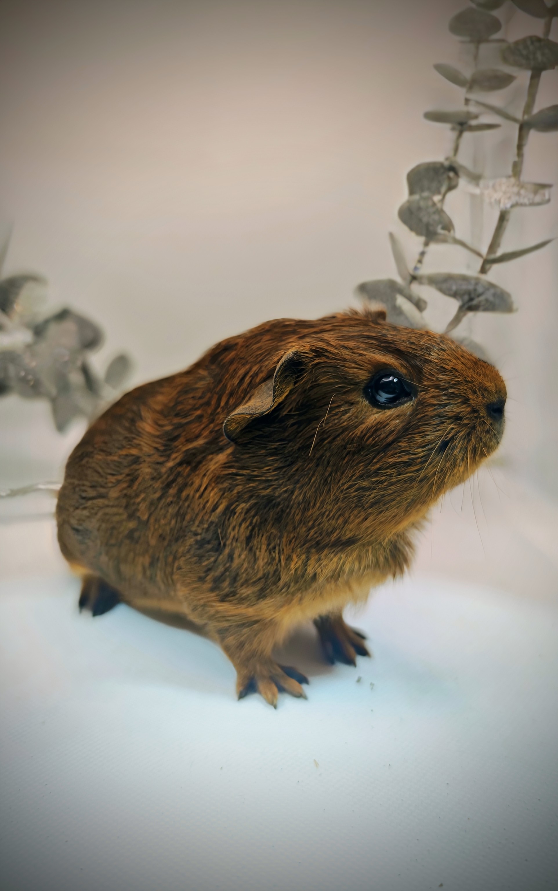 Photo de Miscoudée de Pimoutier