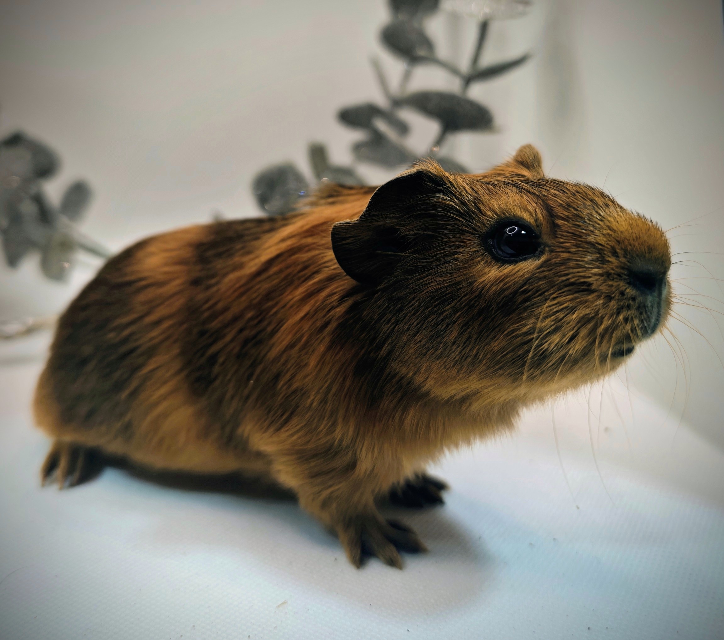 Photo de Caramel de Pimoutier