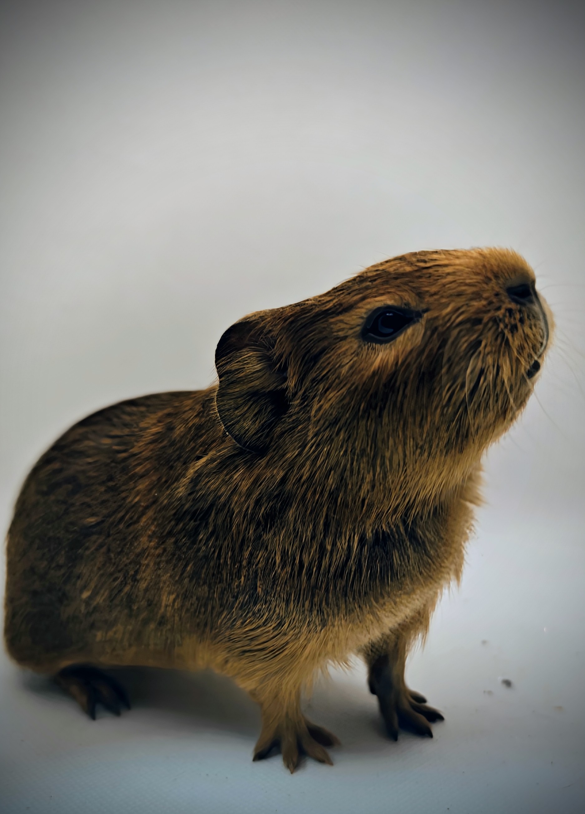 Photo de Ambre de Pimoutier 