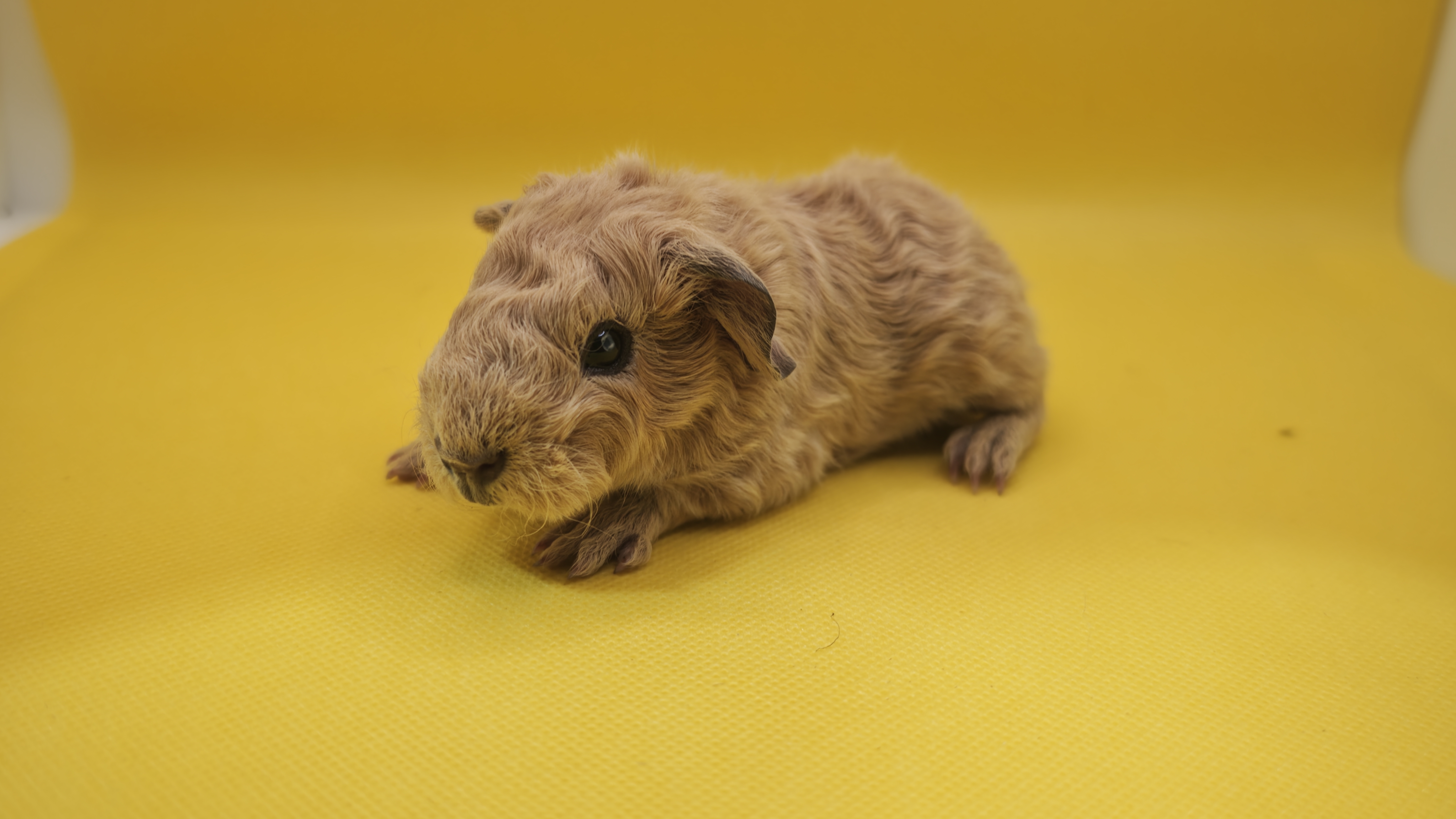 Photo de Biscotte de Pimoutier