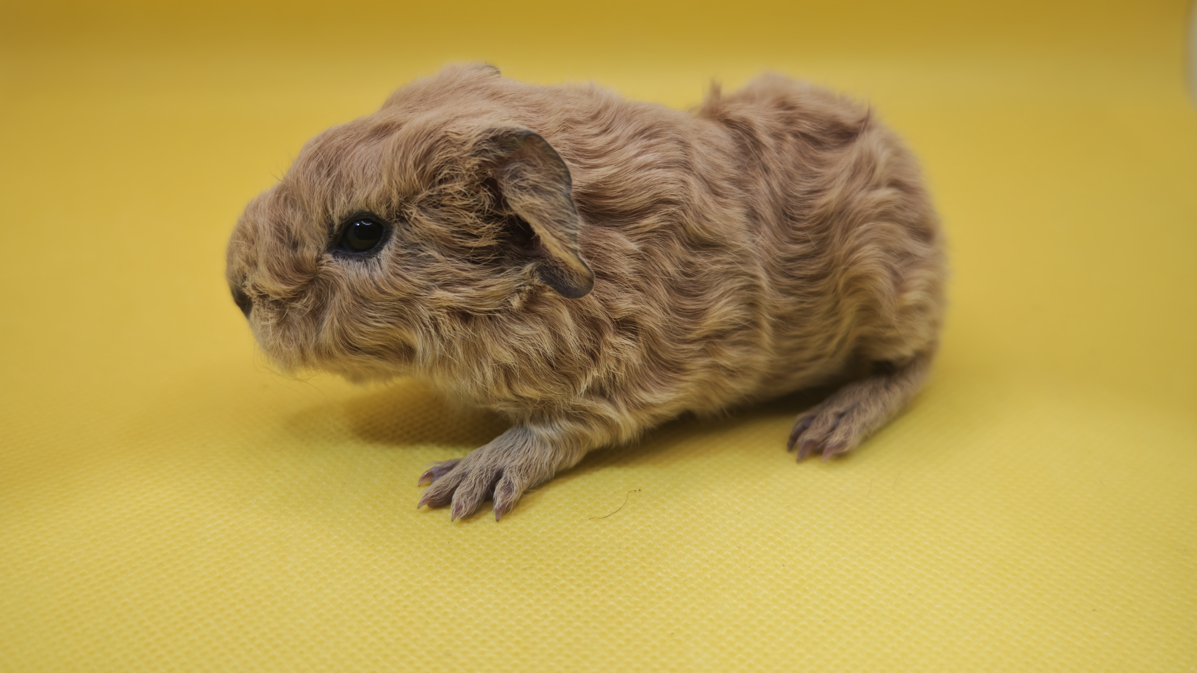 Photo de Châtaigne de Pimoutier