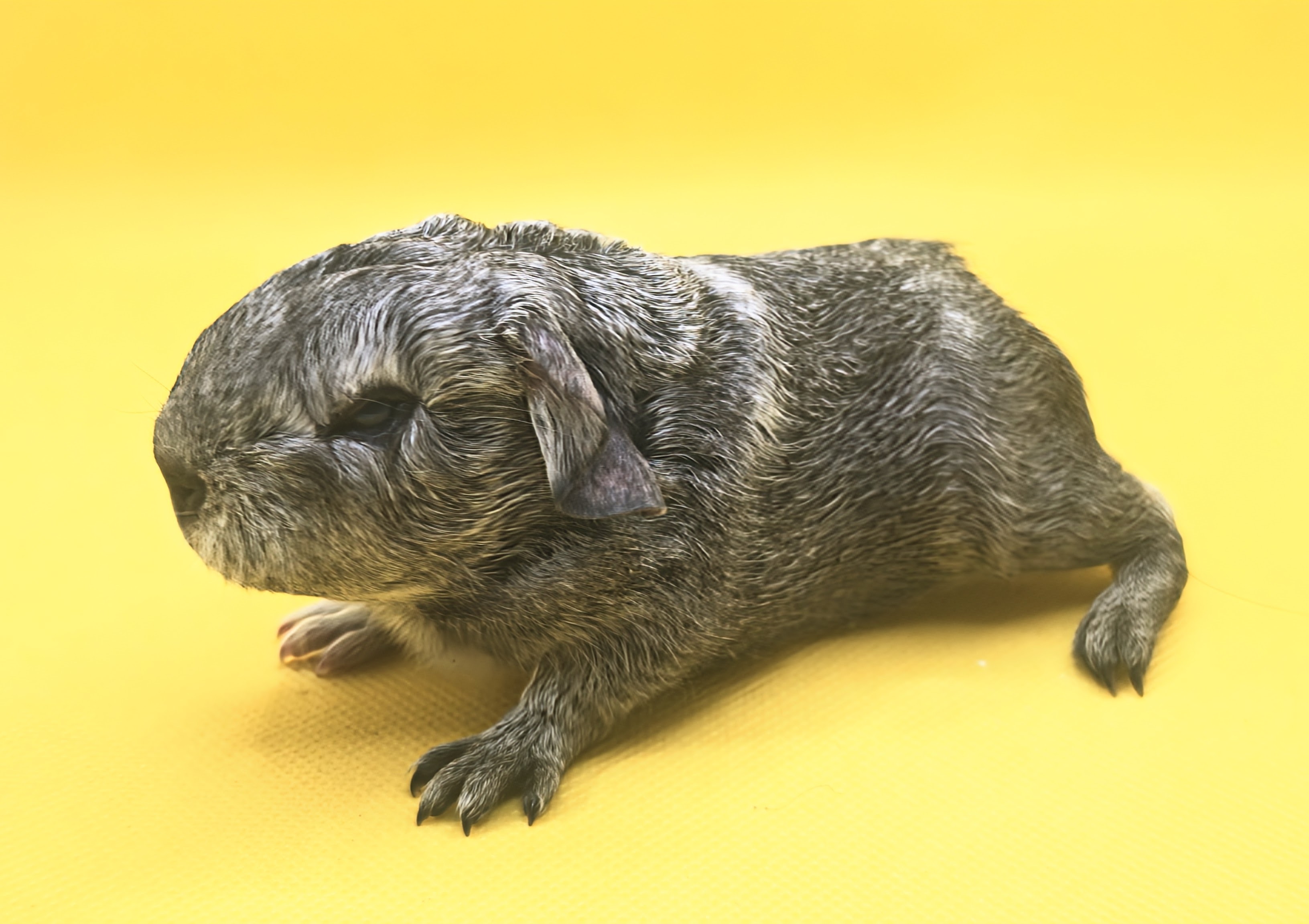 Photo de Grisette de Pimoutier