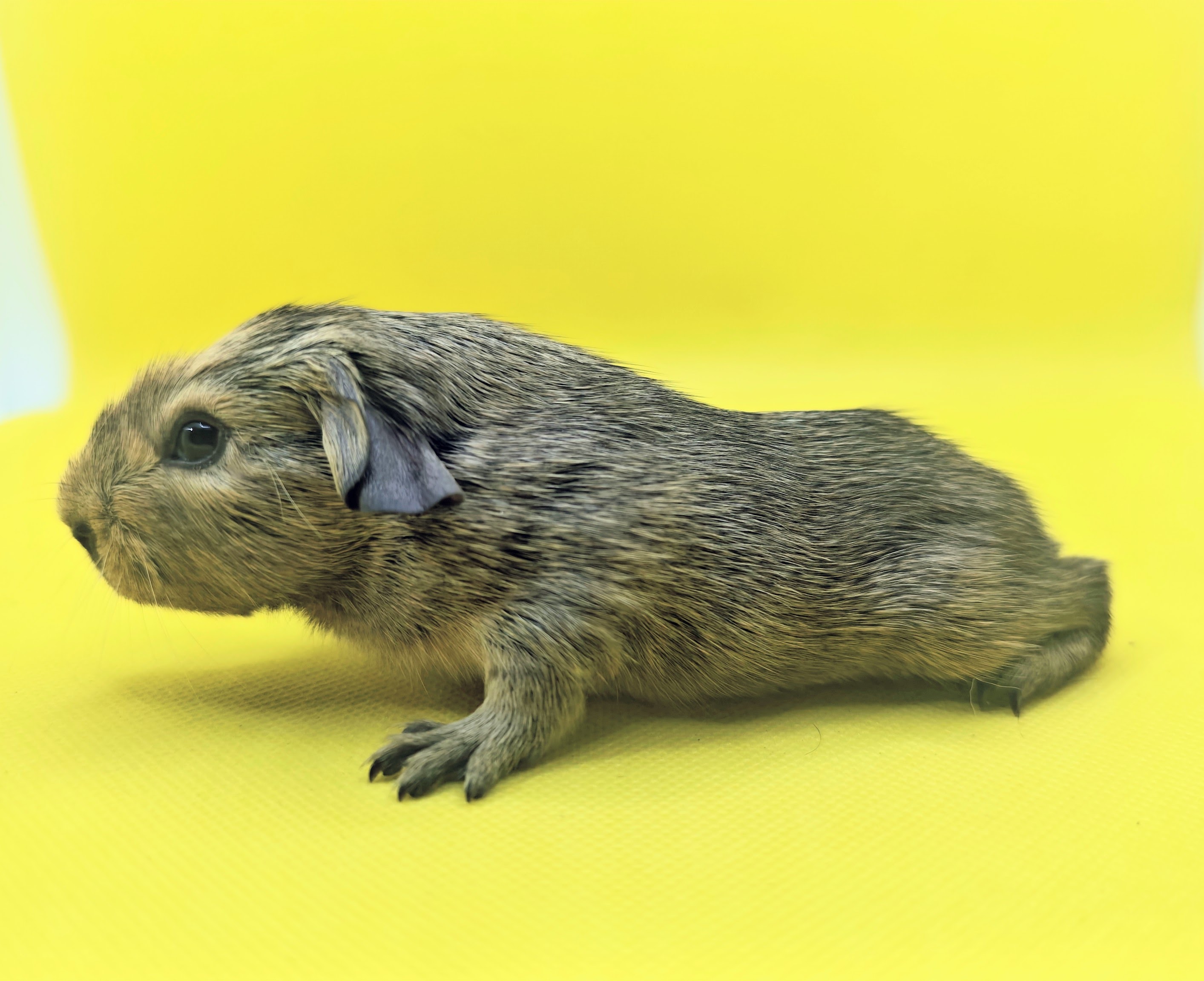 Photo de Parker de Pimoutier