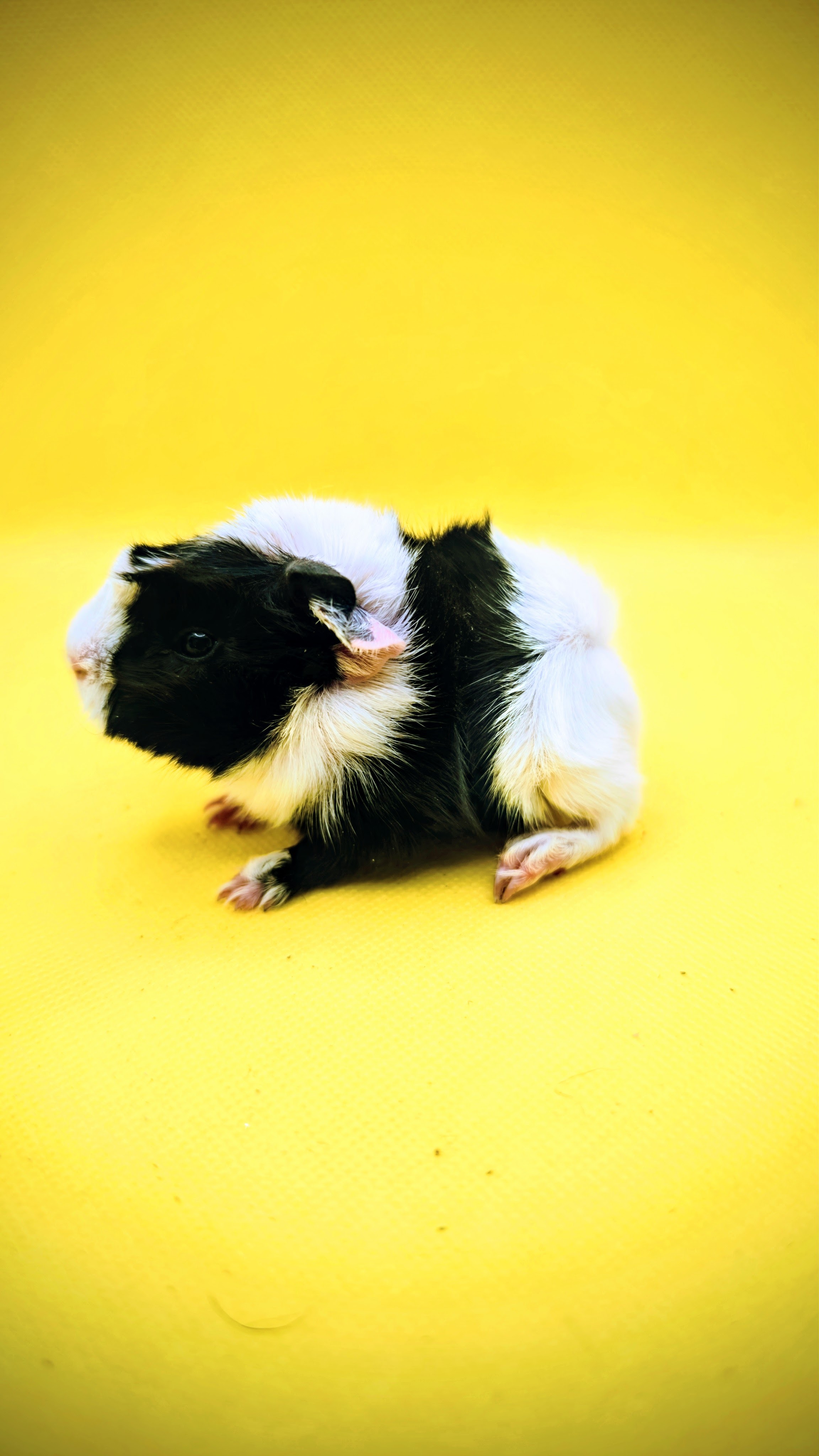 Photo de Cookie de Pimoutier