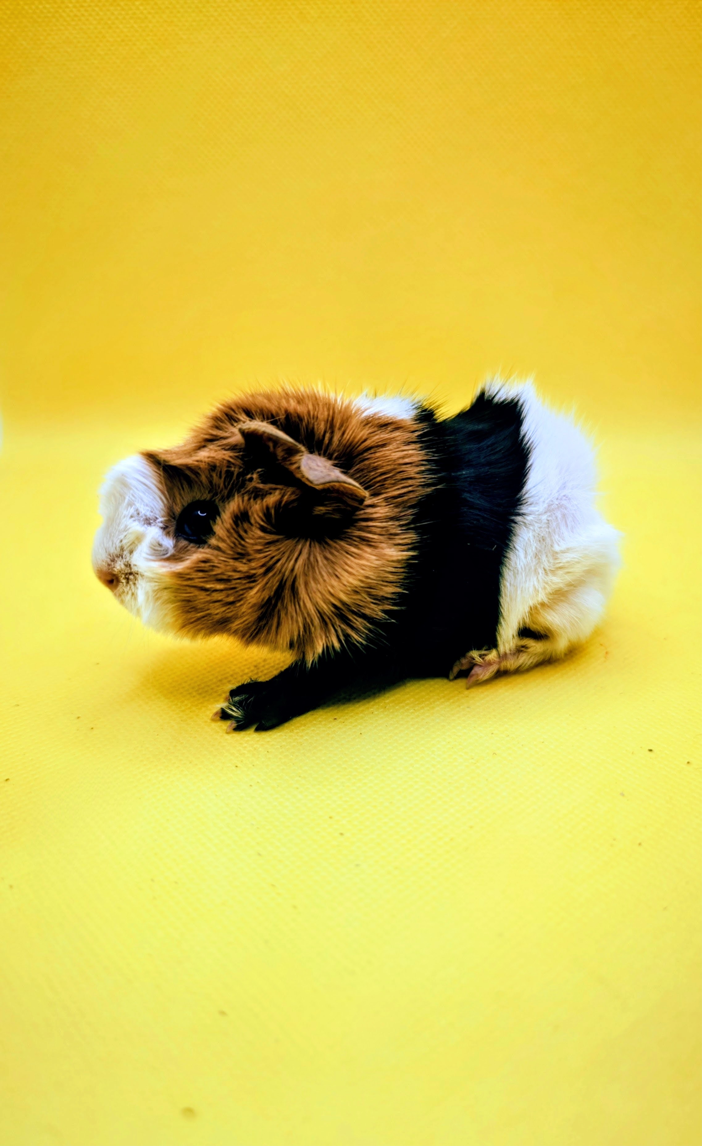 Photo de Cookie de Pimoutier