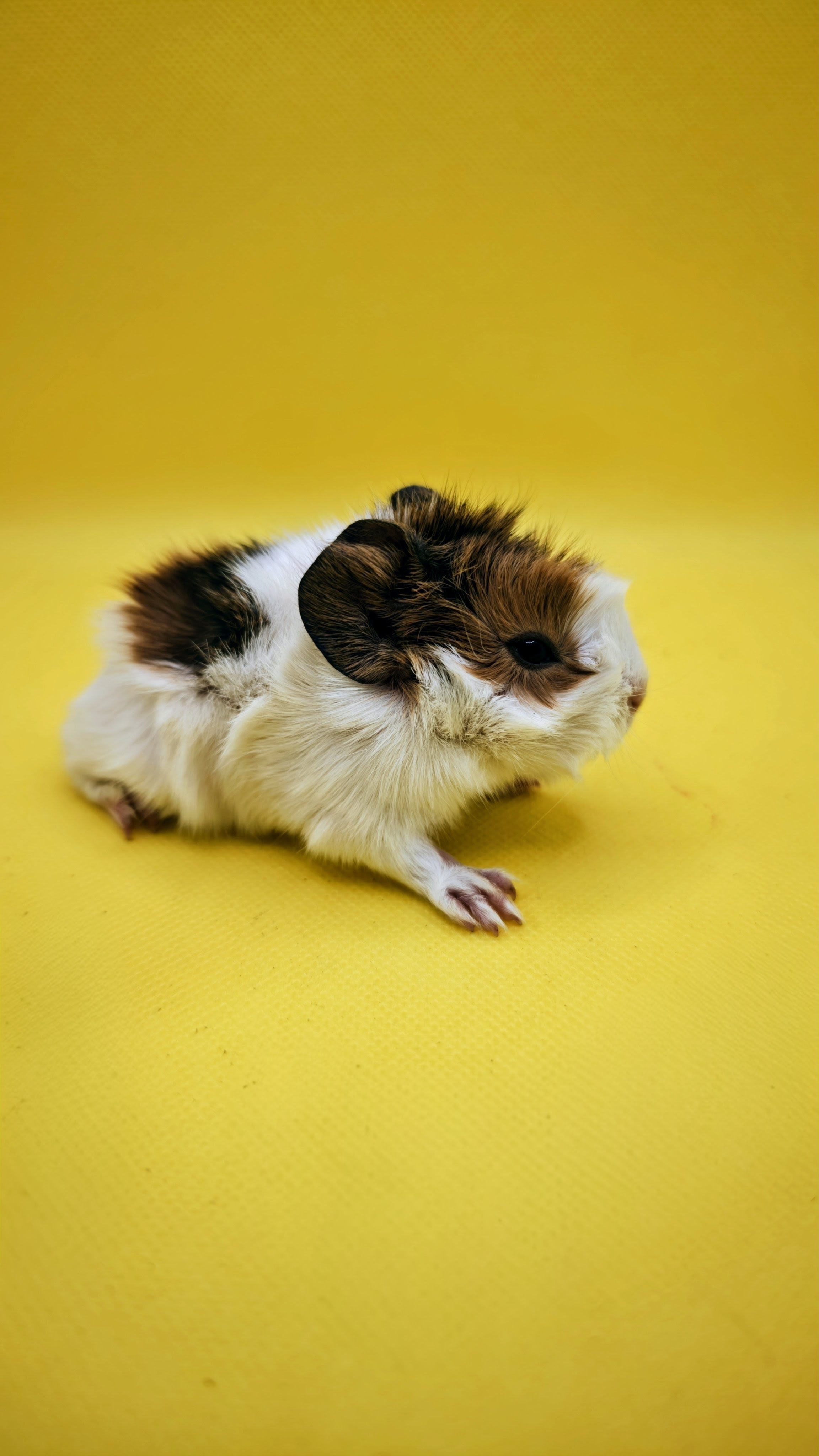 Photo de Alvin de Pimoutier