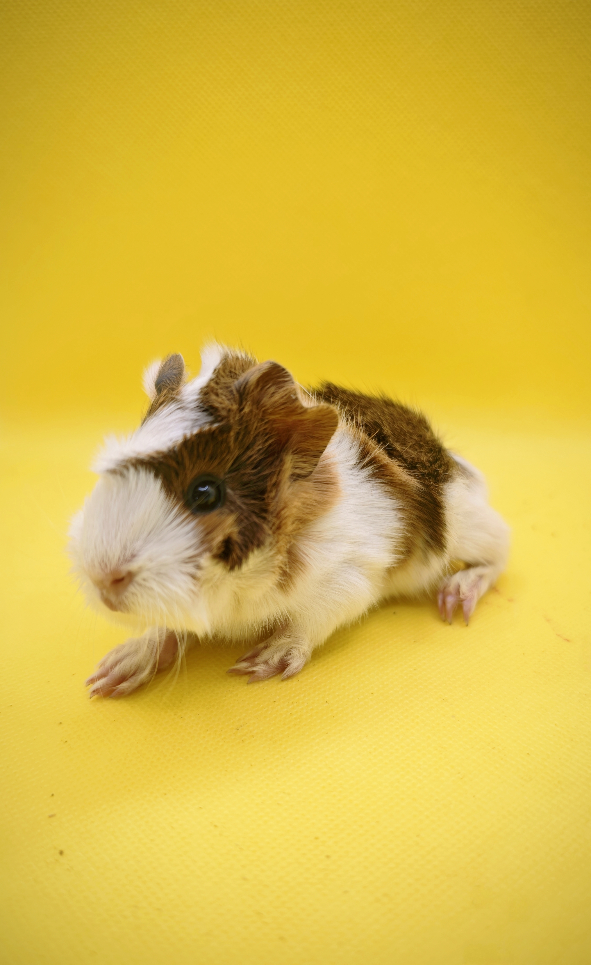 Photo de Oréo de Pimoutier