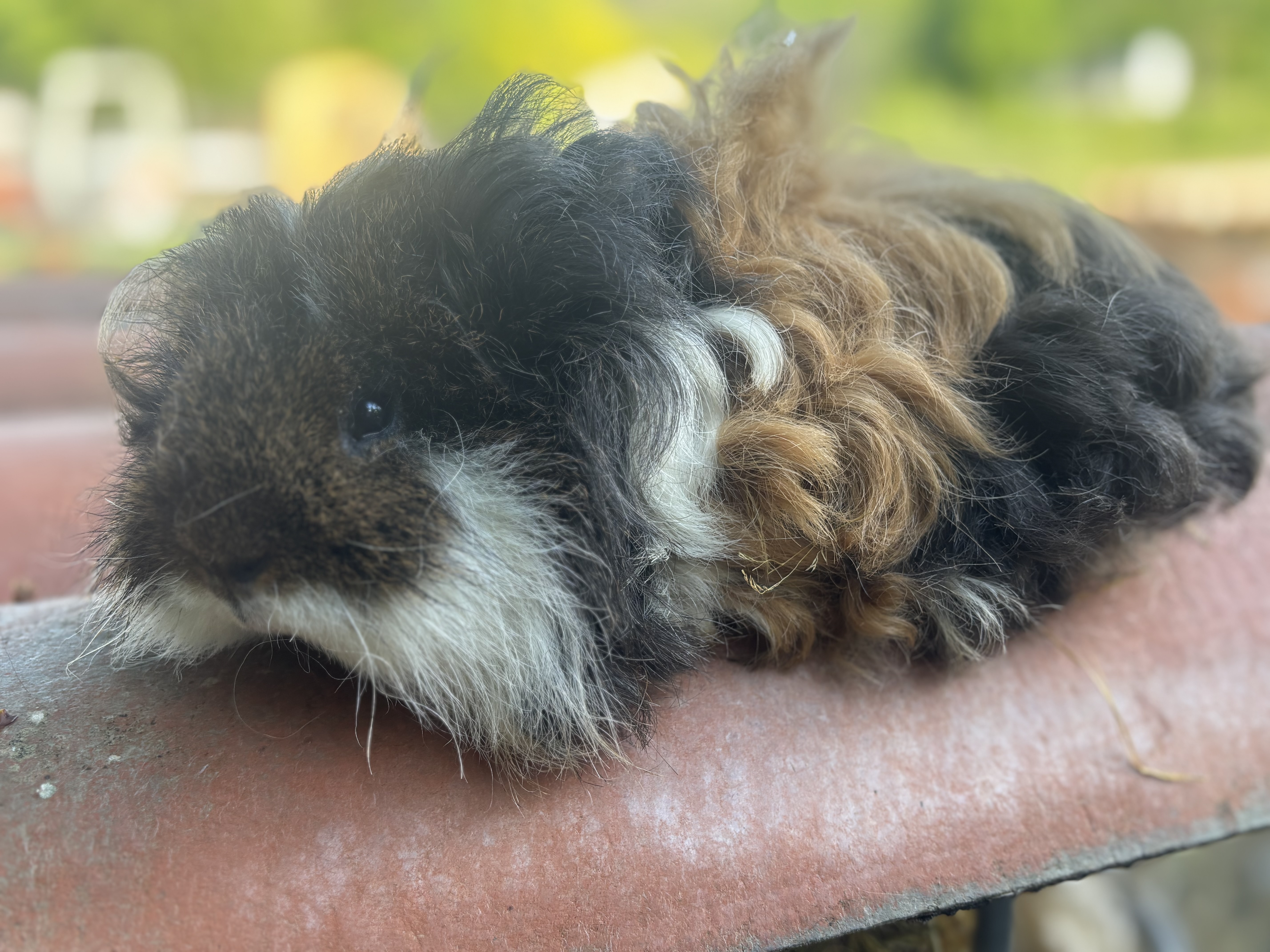 Photo de Malwin du Garlaban cédé
