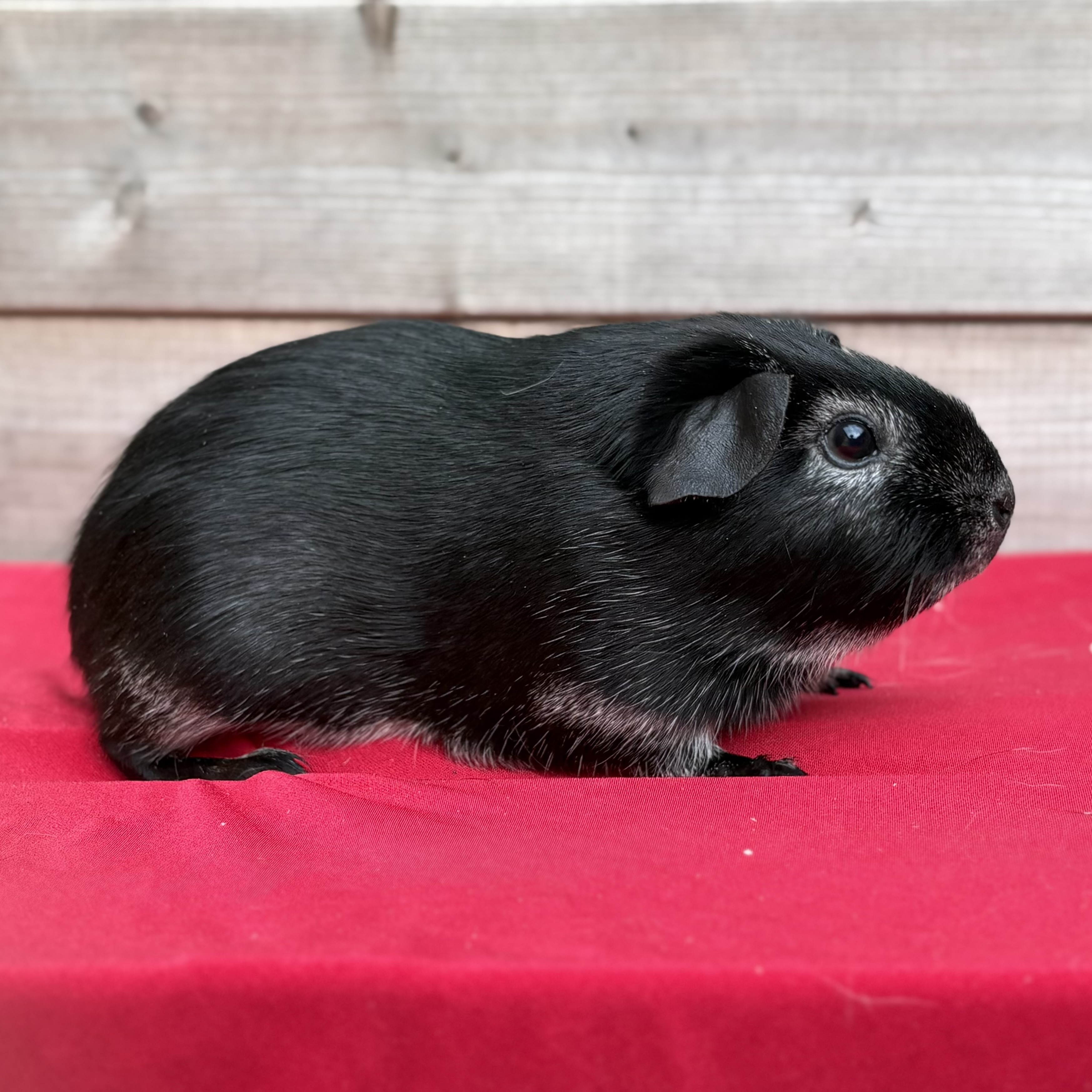 Photo de Bagheera des chons du Becquet