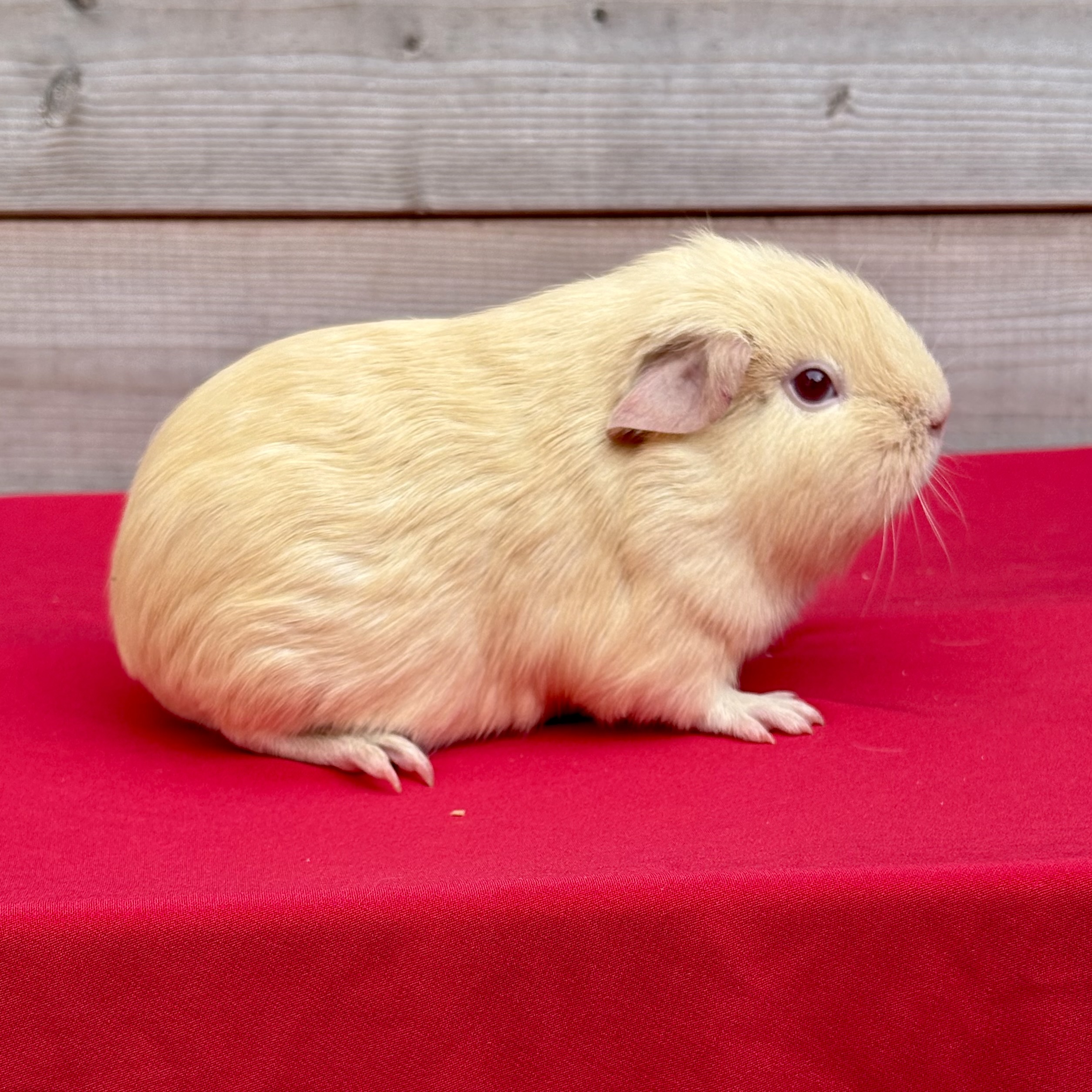 Photo de Georgina des cochon d’Inde de l’arche de Noé