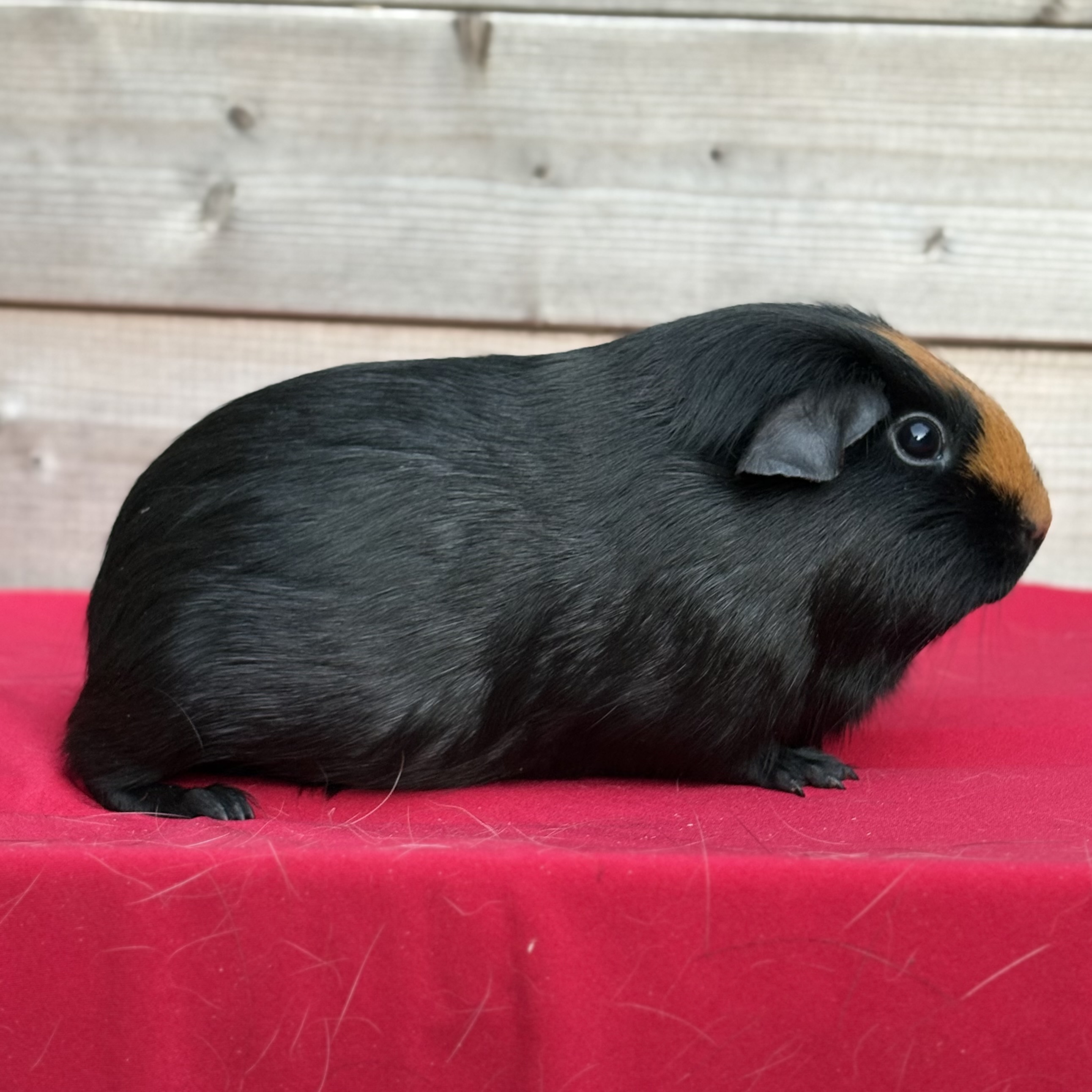 Photo de Cherry des elfes de Kermagall