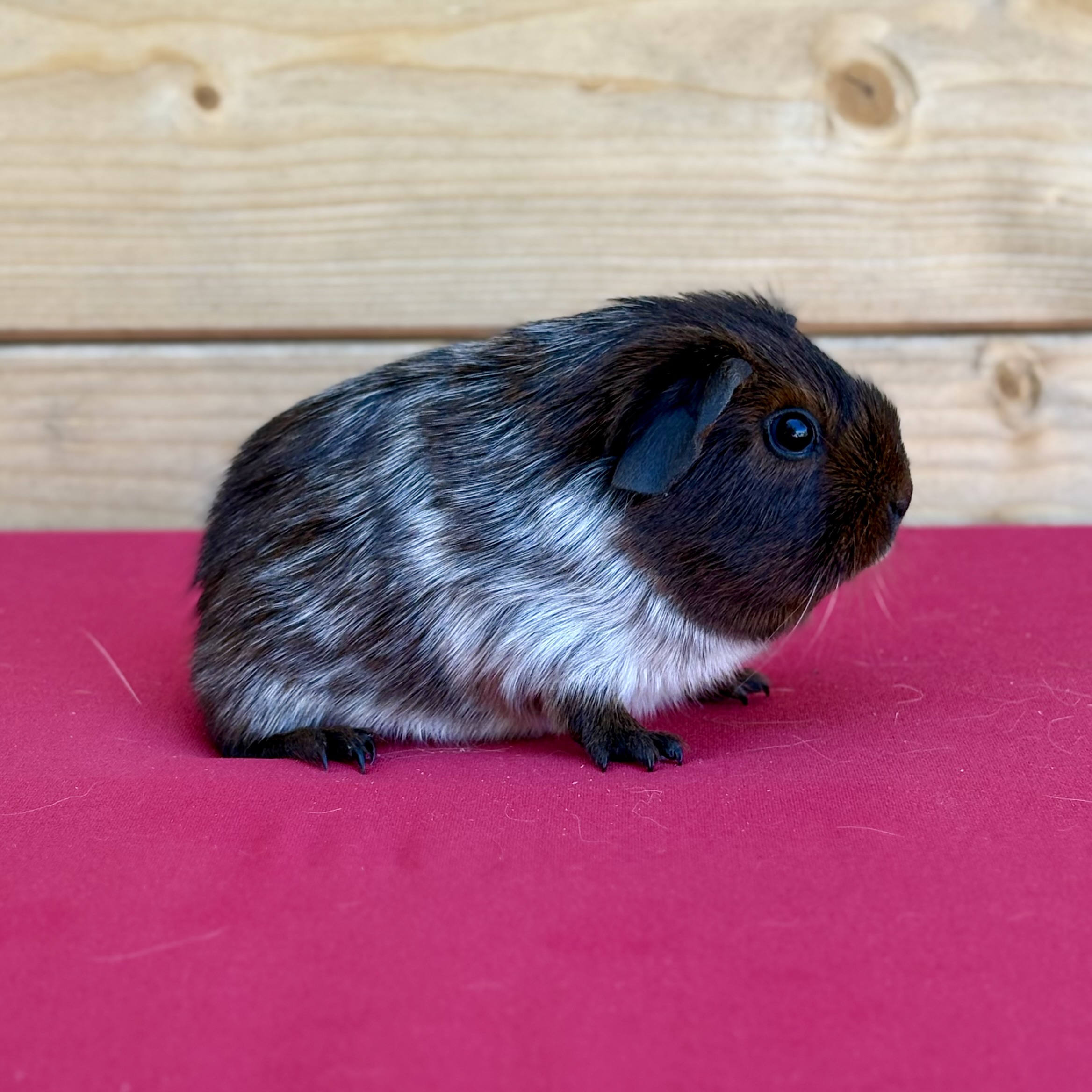 Photo de Redflag des chons sudistes 