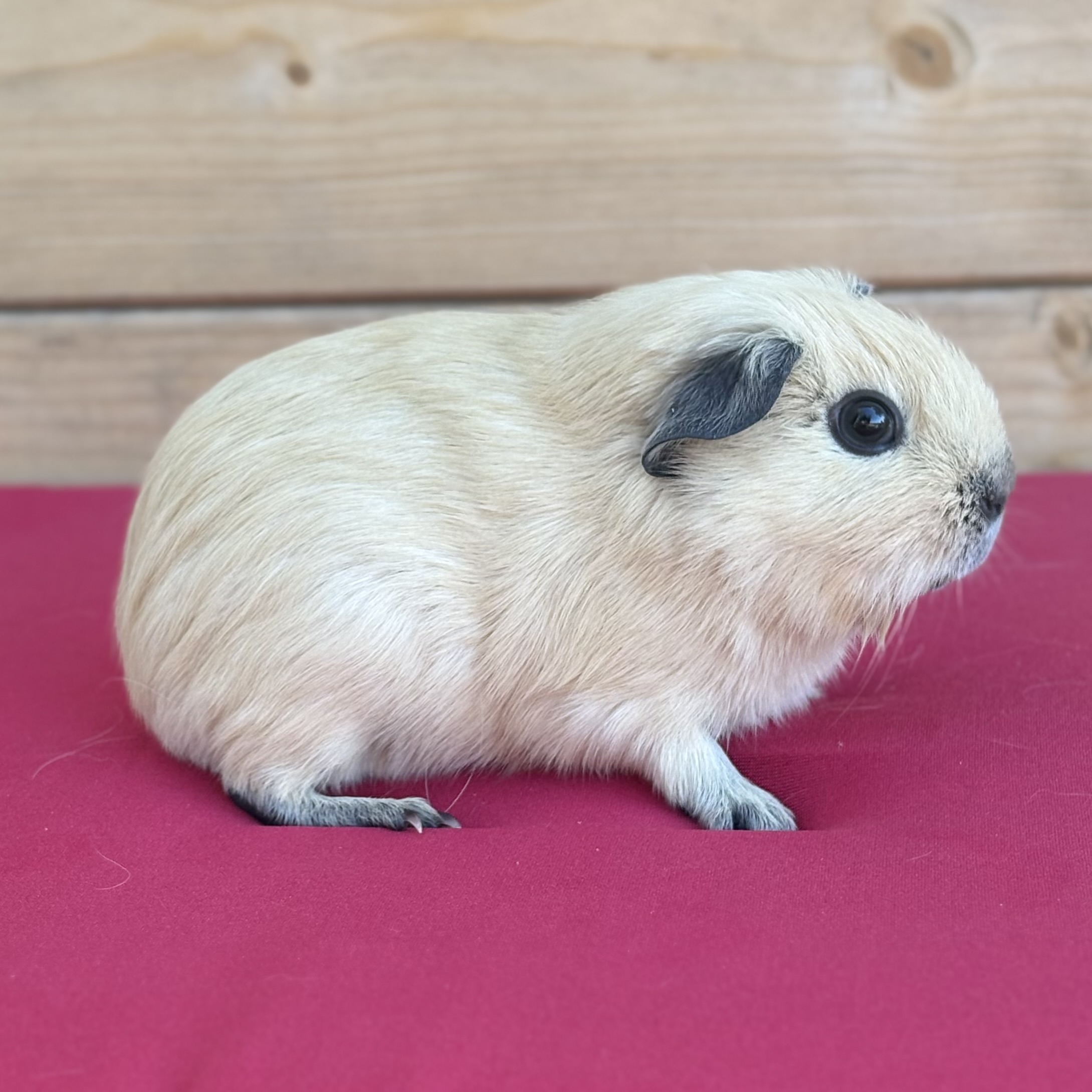 Photo de Pralin de la petite plume de jardin 