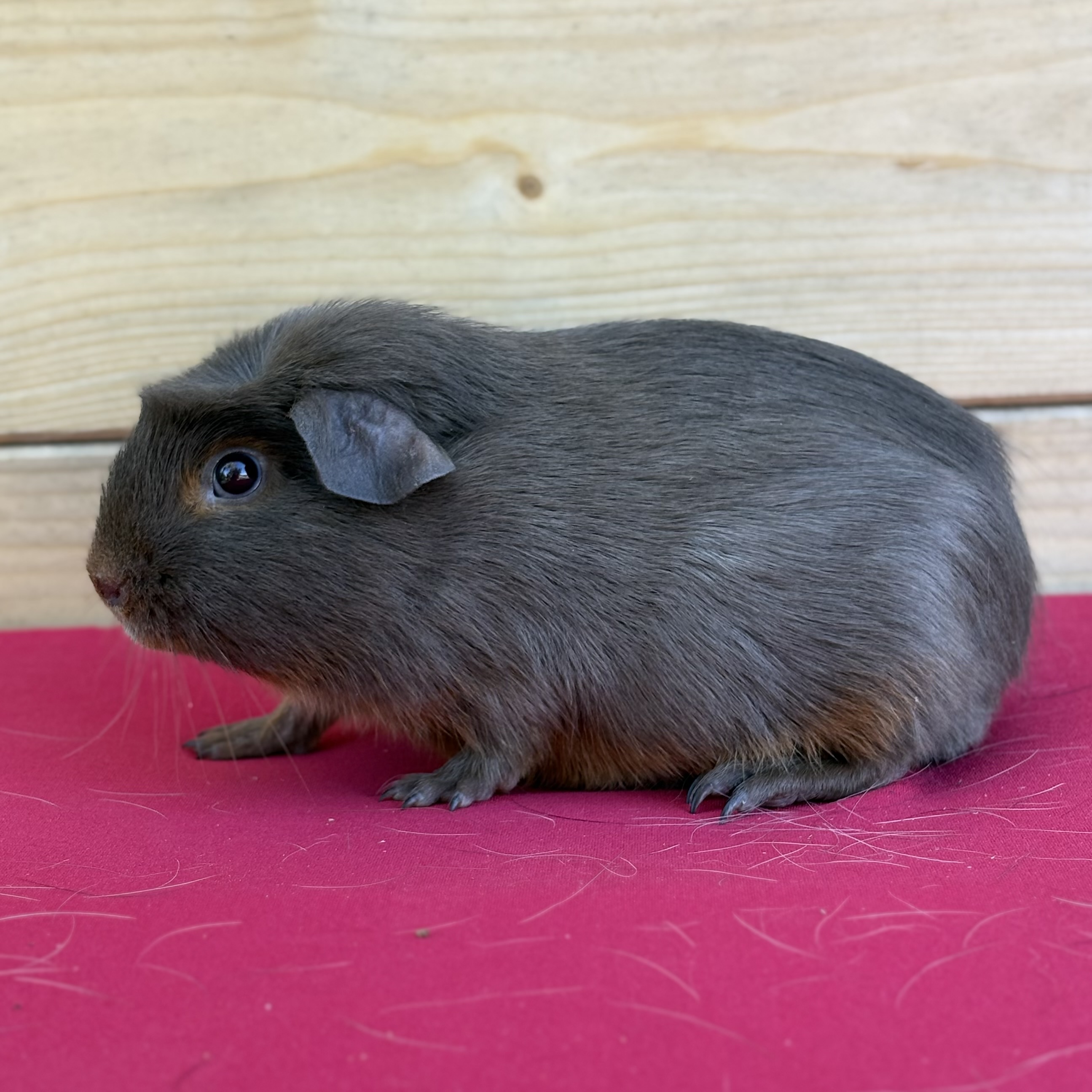 Photo de Riku de la tribu des Alsa’chons