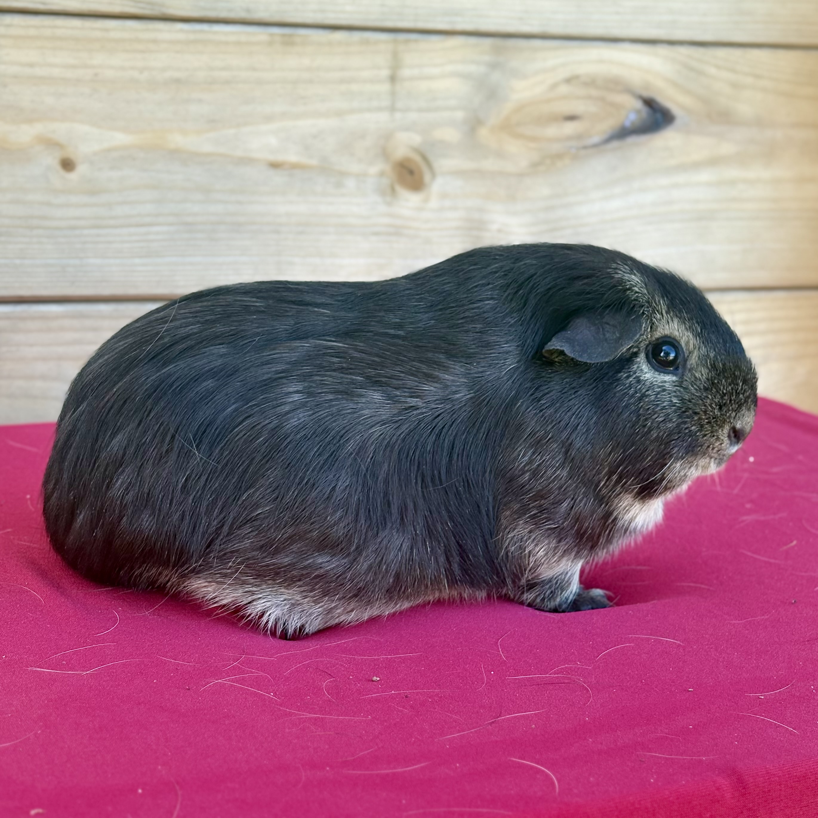 Photo de Jack des chons sudistes 