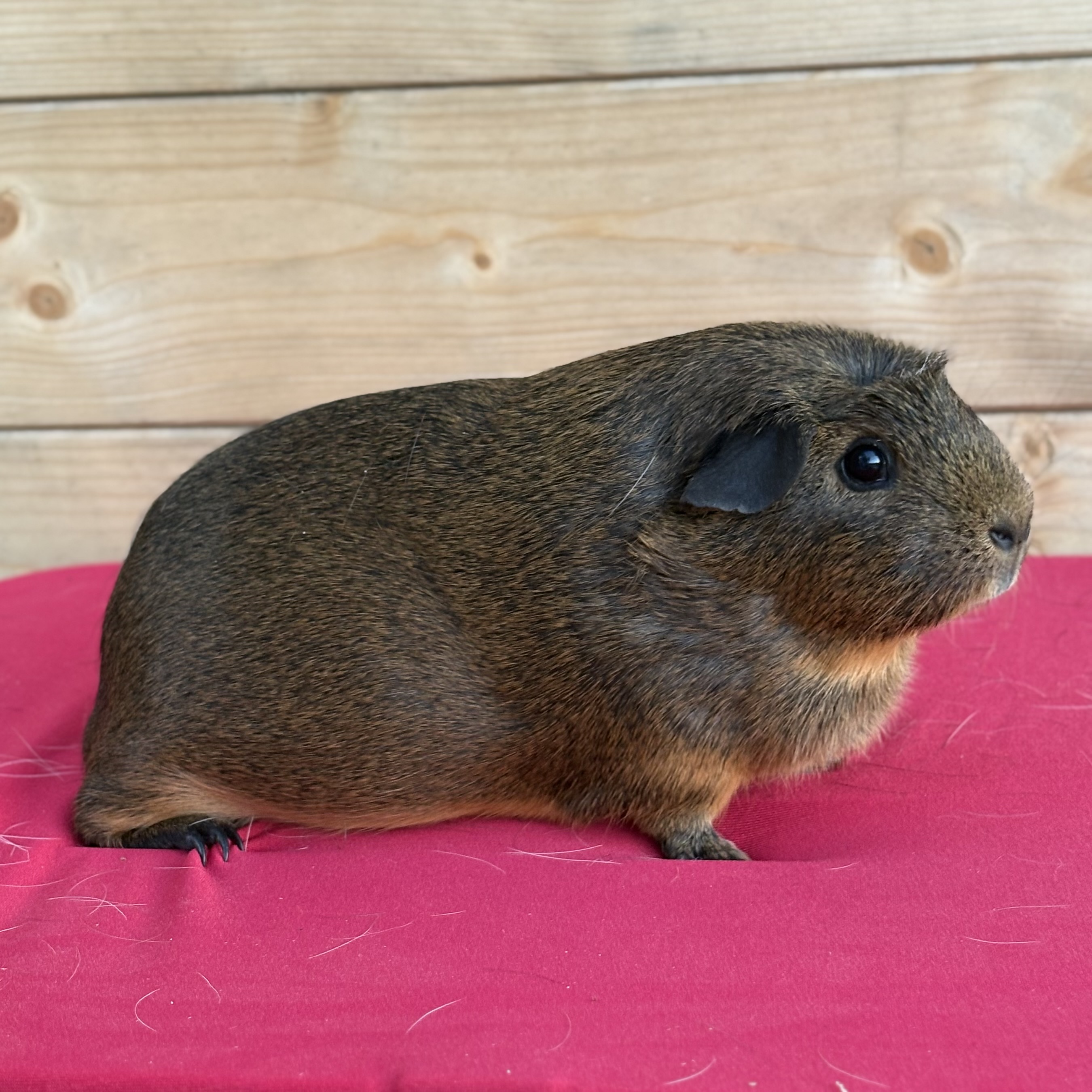 Ariette des Lapychons d'Aulon