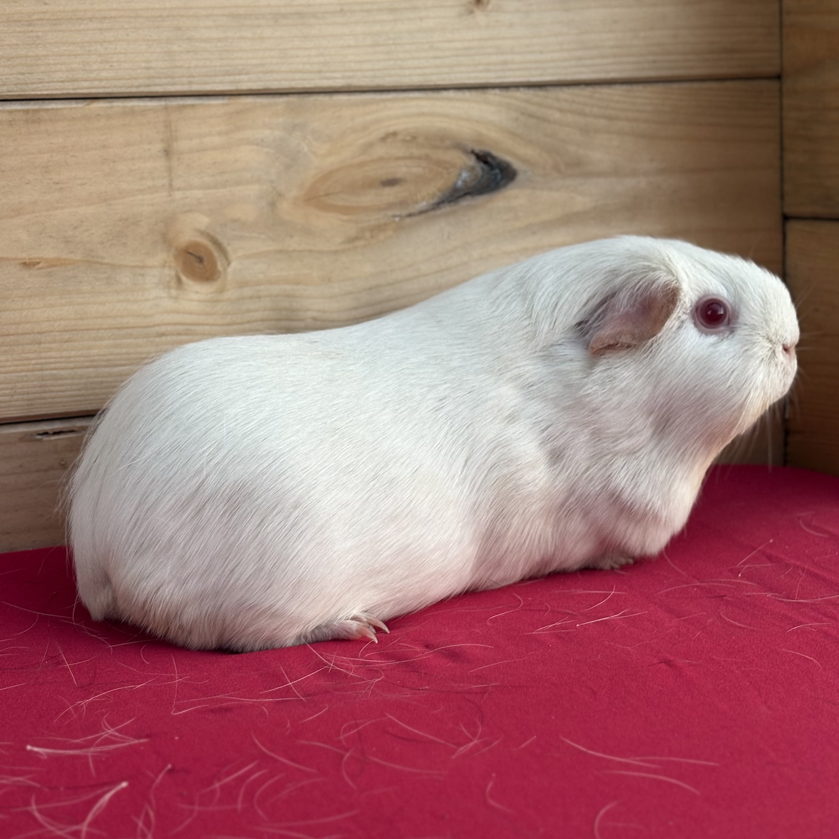 Photo de Alaska des Cobayes de Royan