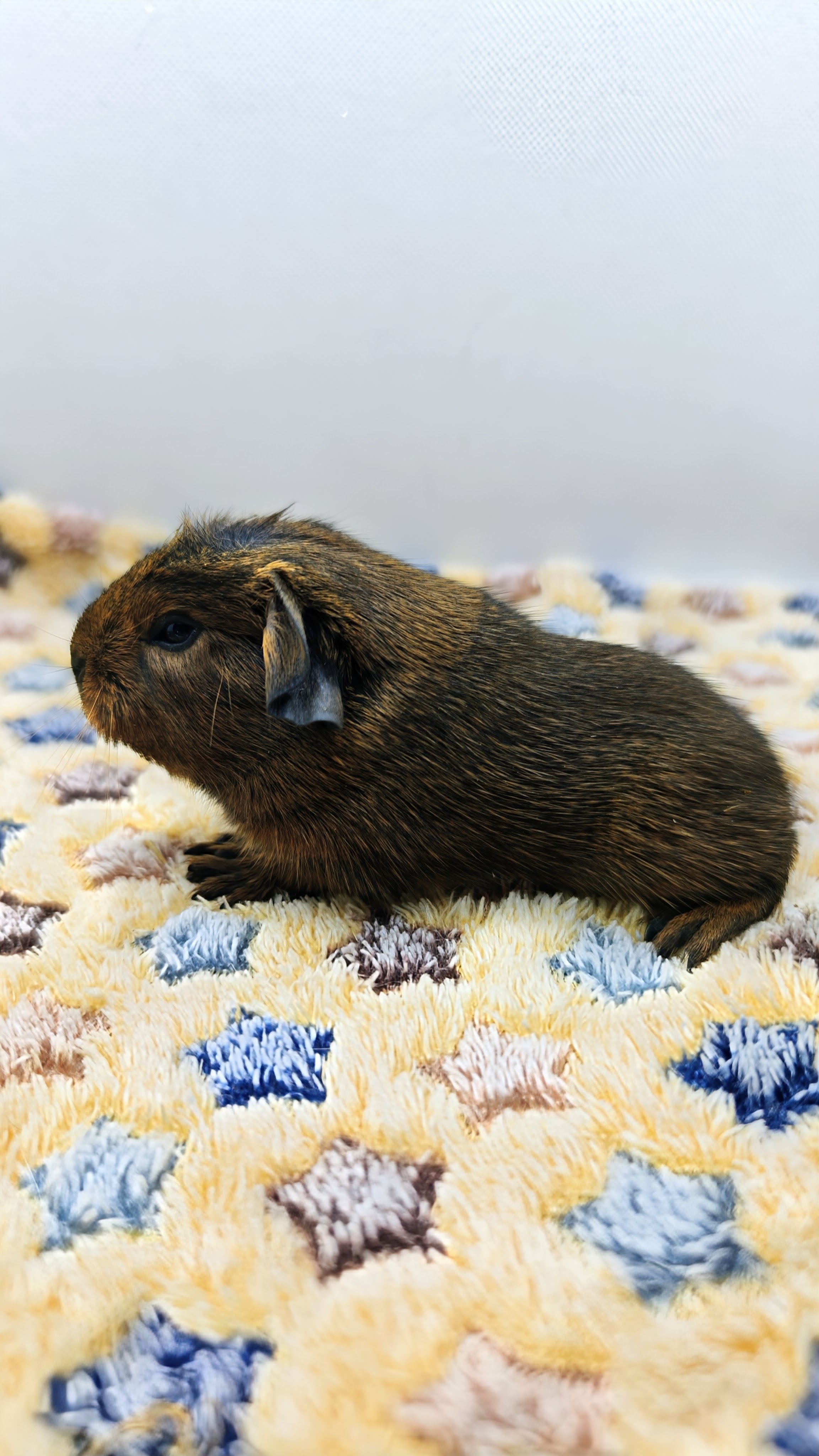 Photo de Dalida de Pimoutier