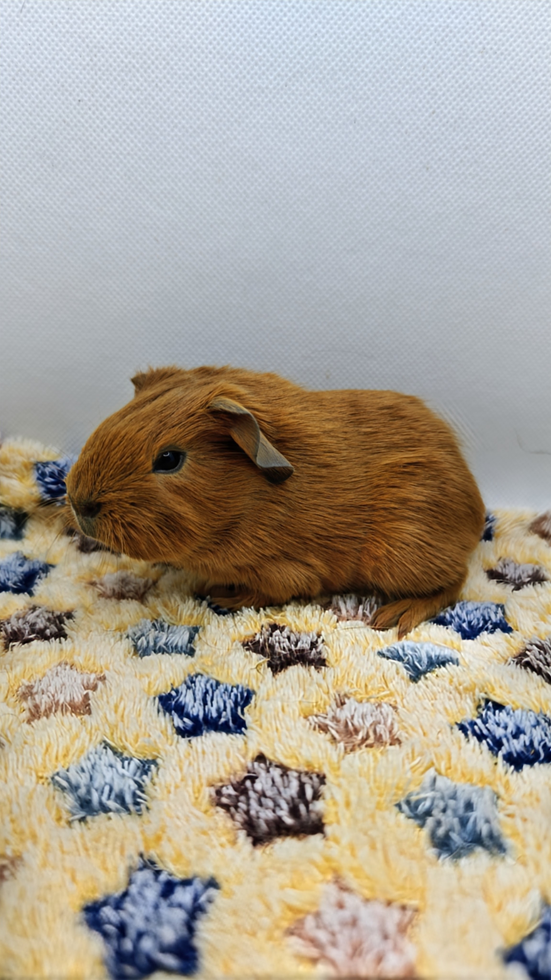 Photo de Rox de Pimoutier