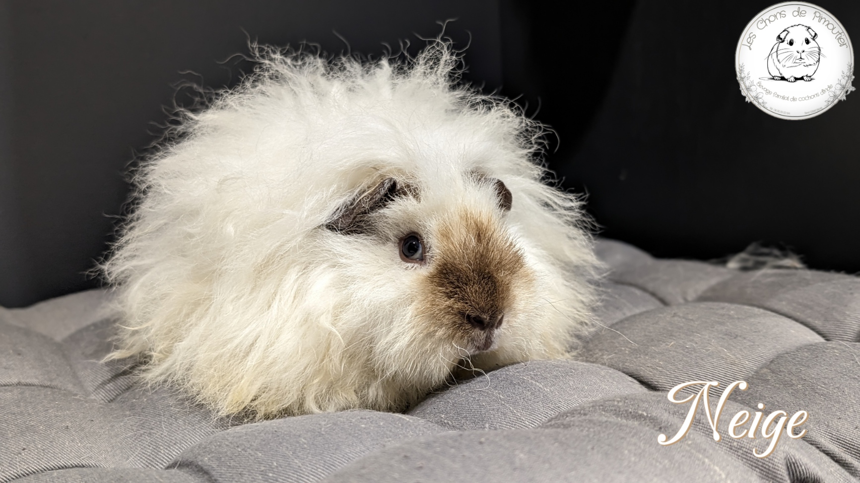 Photo de Neige de l'Arche de Noé