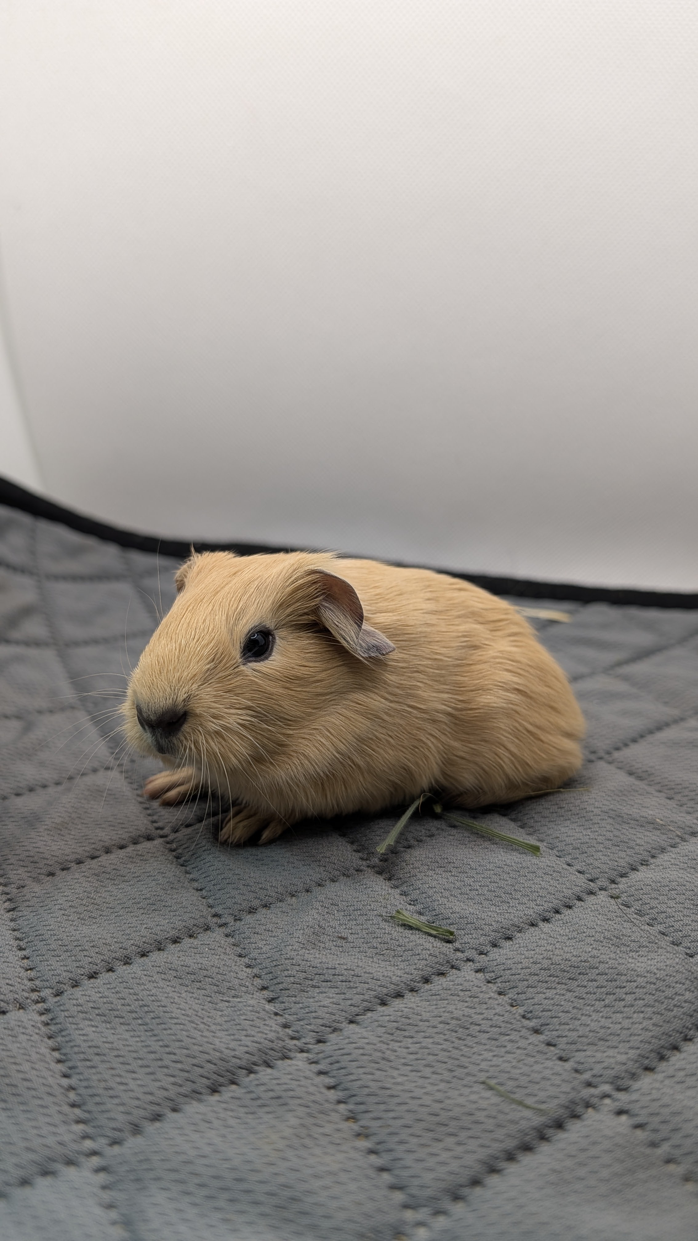 Photo de Kenai cédé