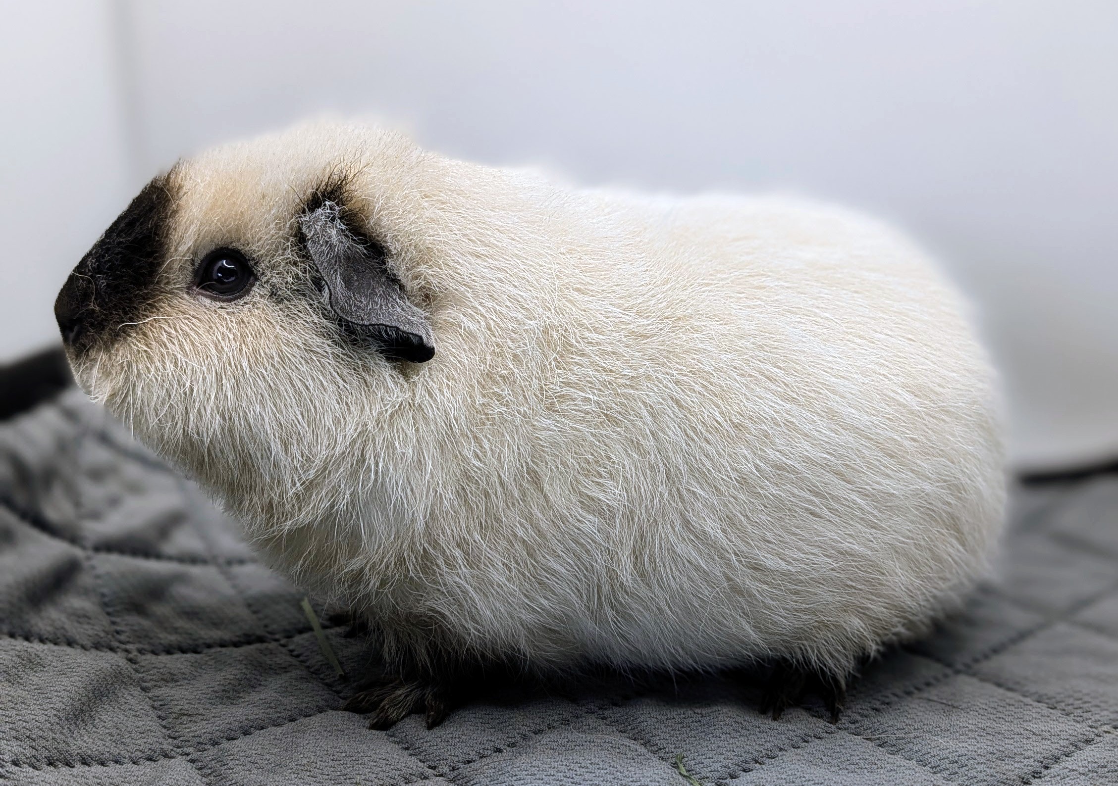 Photo de Hylia de Pimoutier