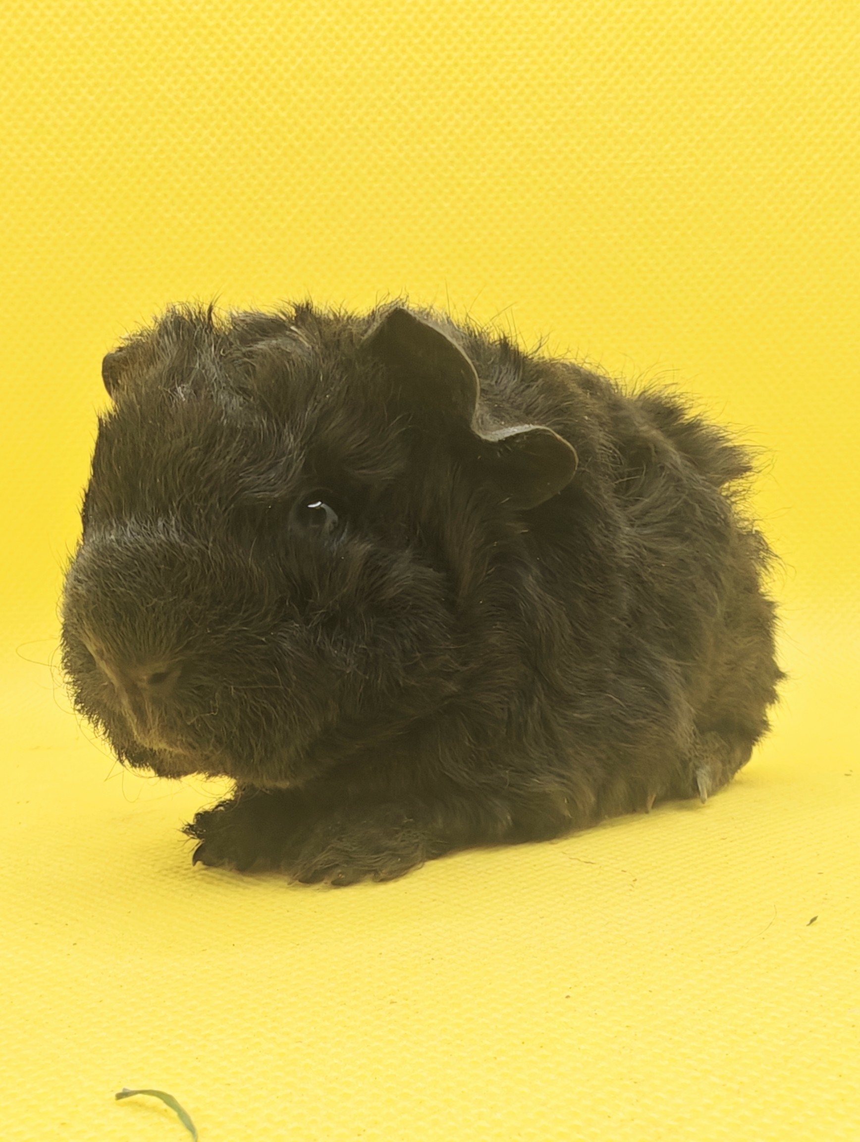 Photo de Mini Bourdonette