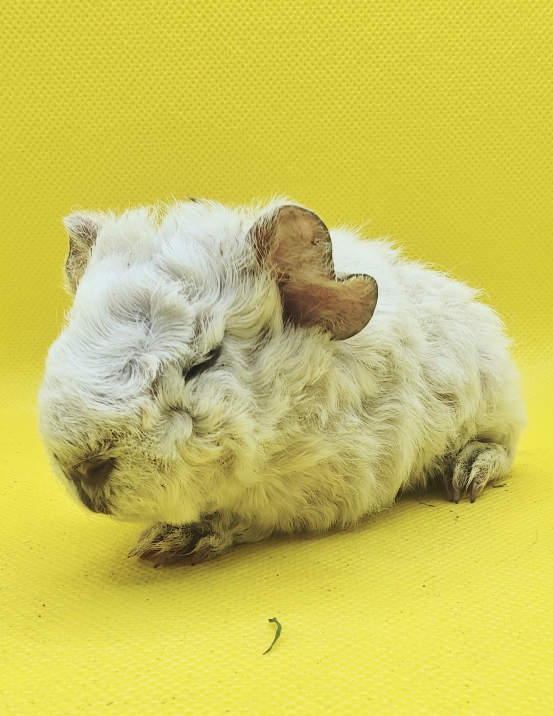 Photo de Théodore de Pimoutier