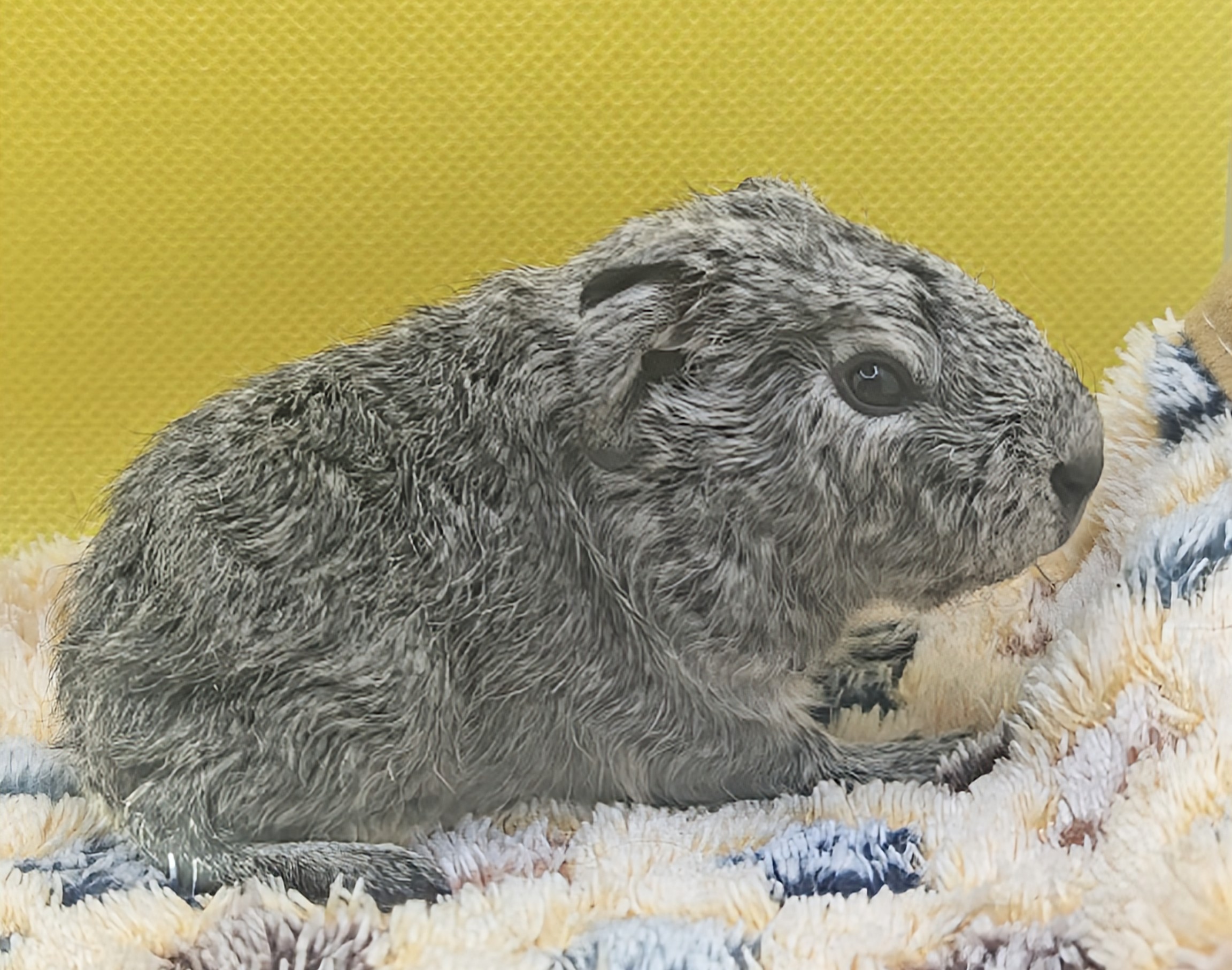 Photo de Rihanna de Pimoutier