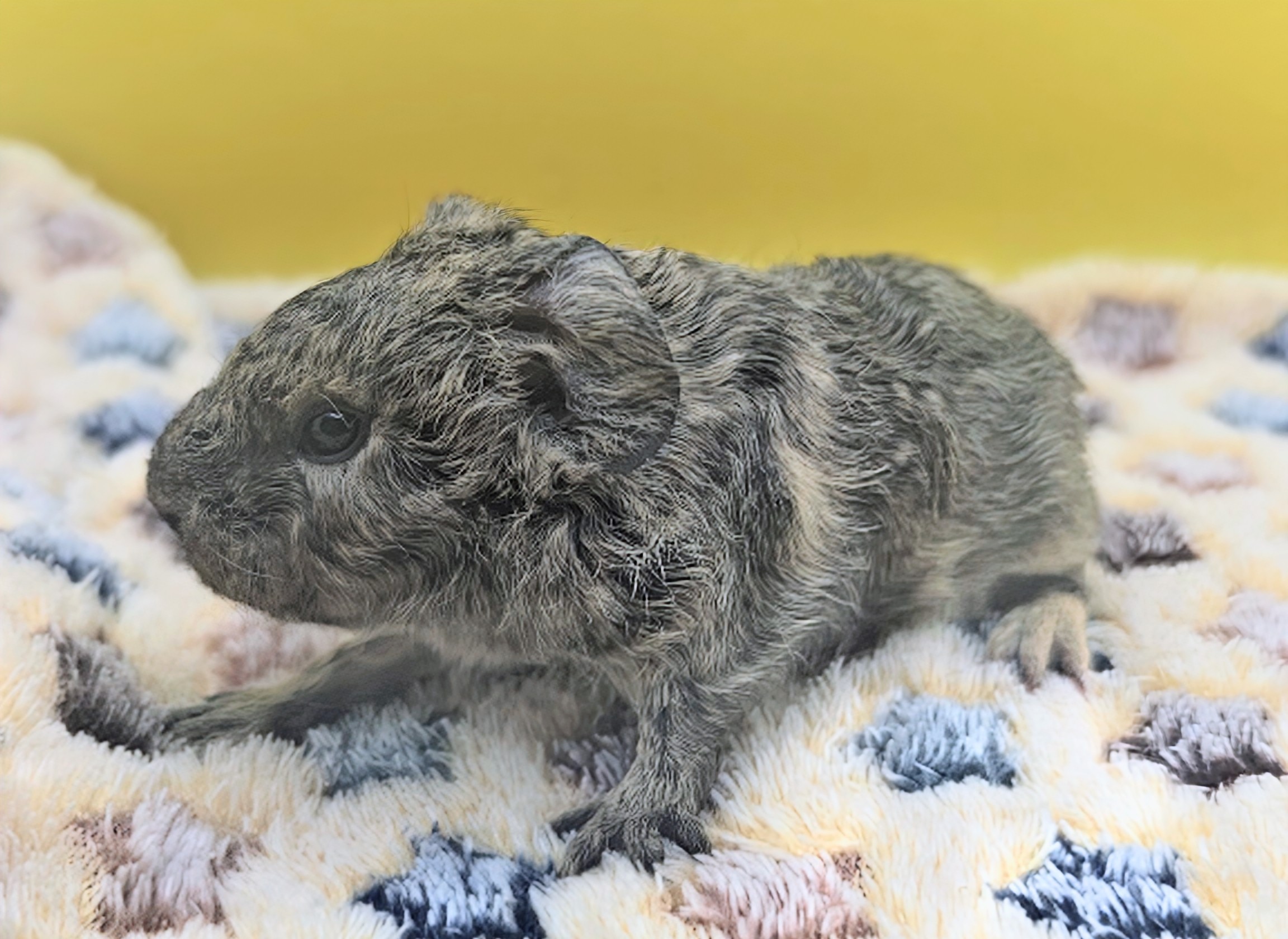 Photo de Houpa de Pimoutier