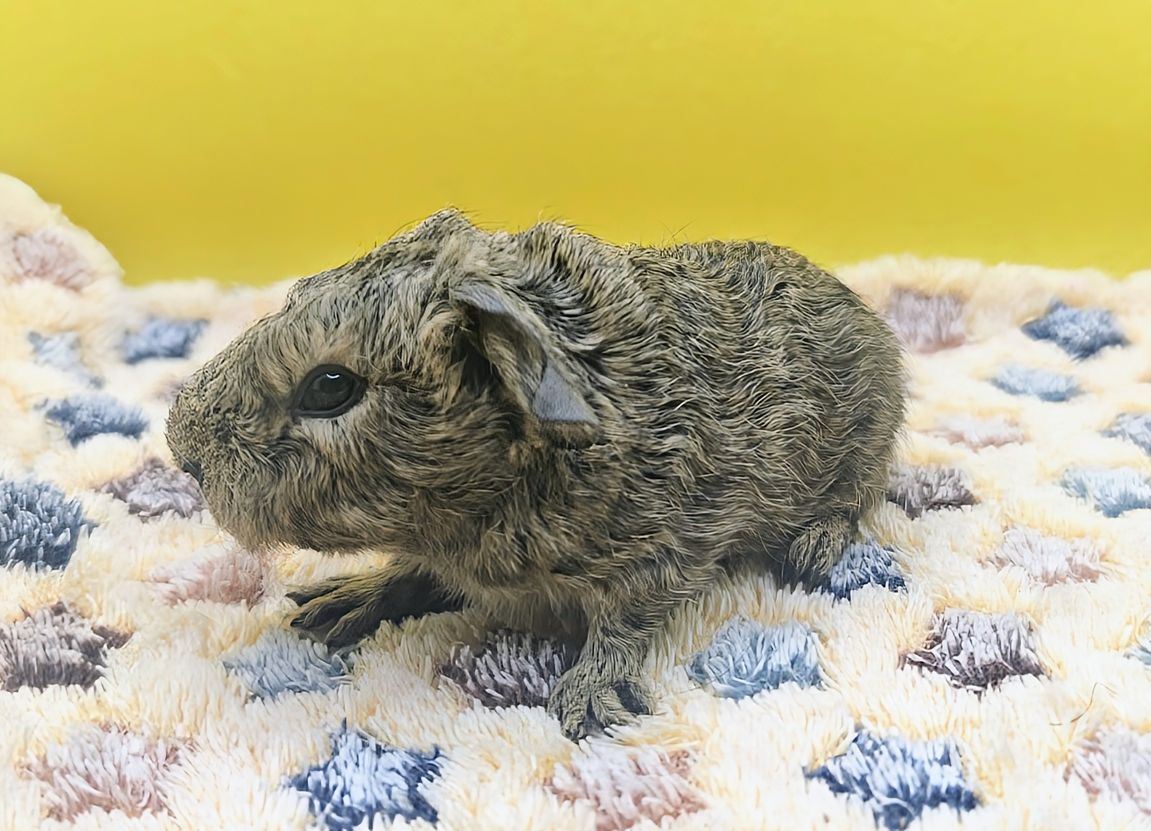 Photo de Simon de Pimoutier