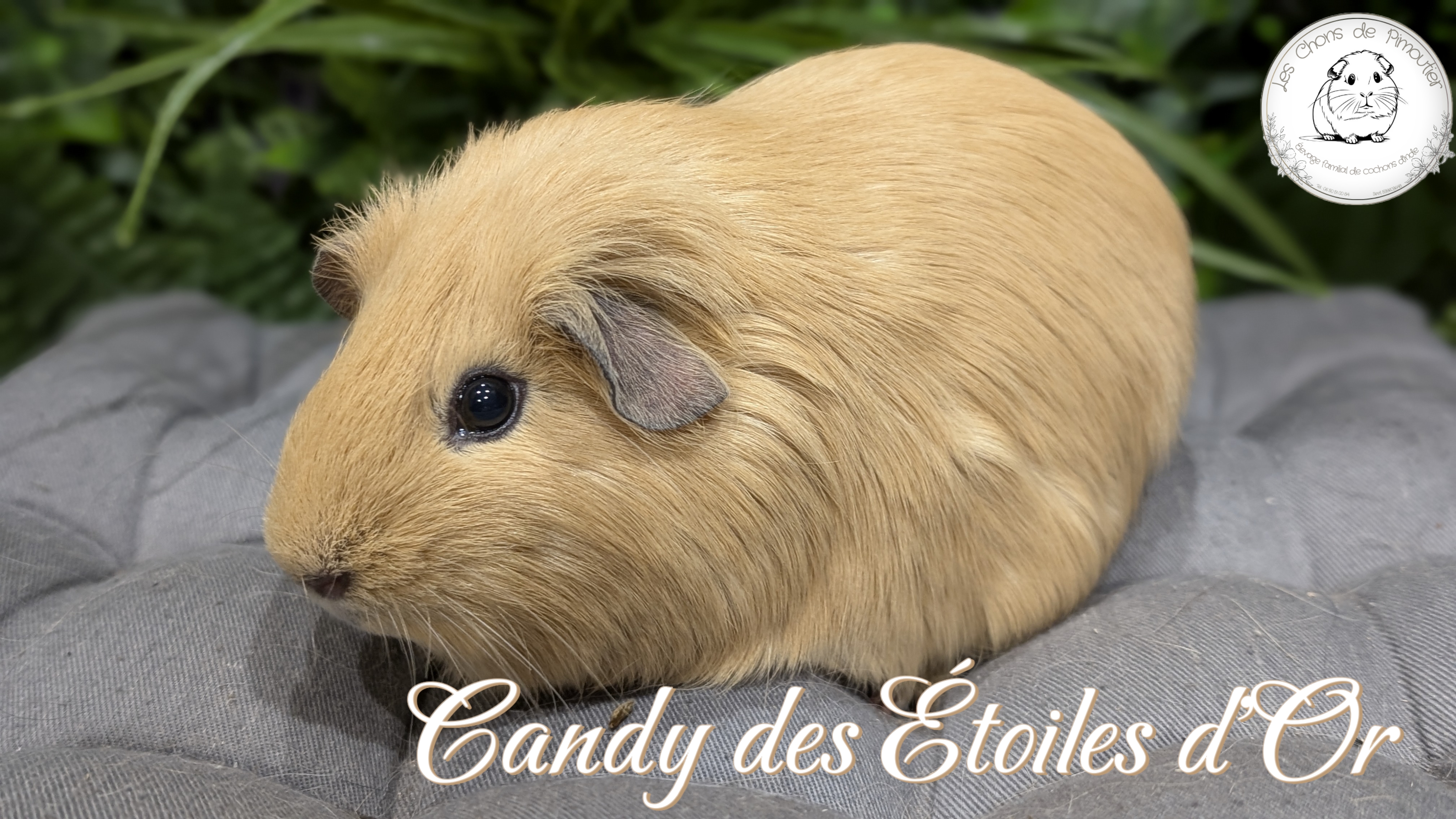 Photo de Candy des Etoiles d'Or