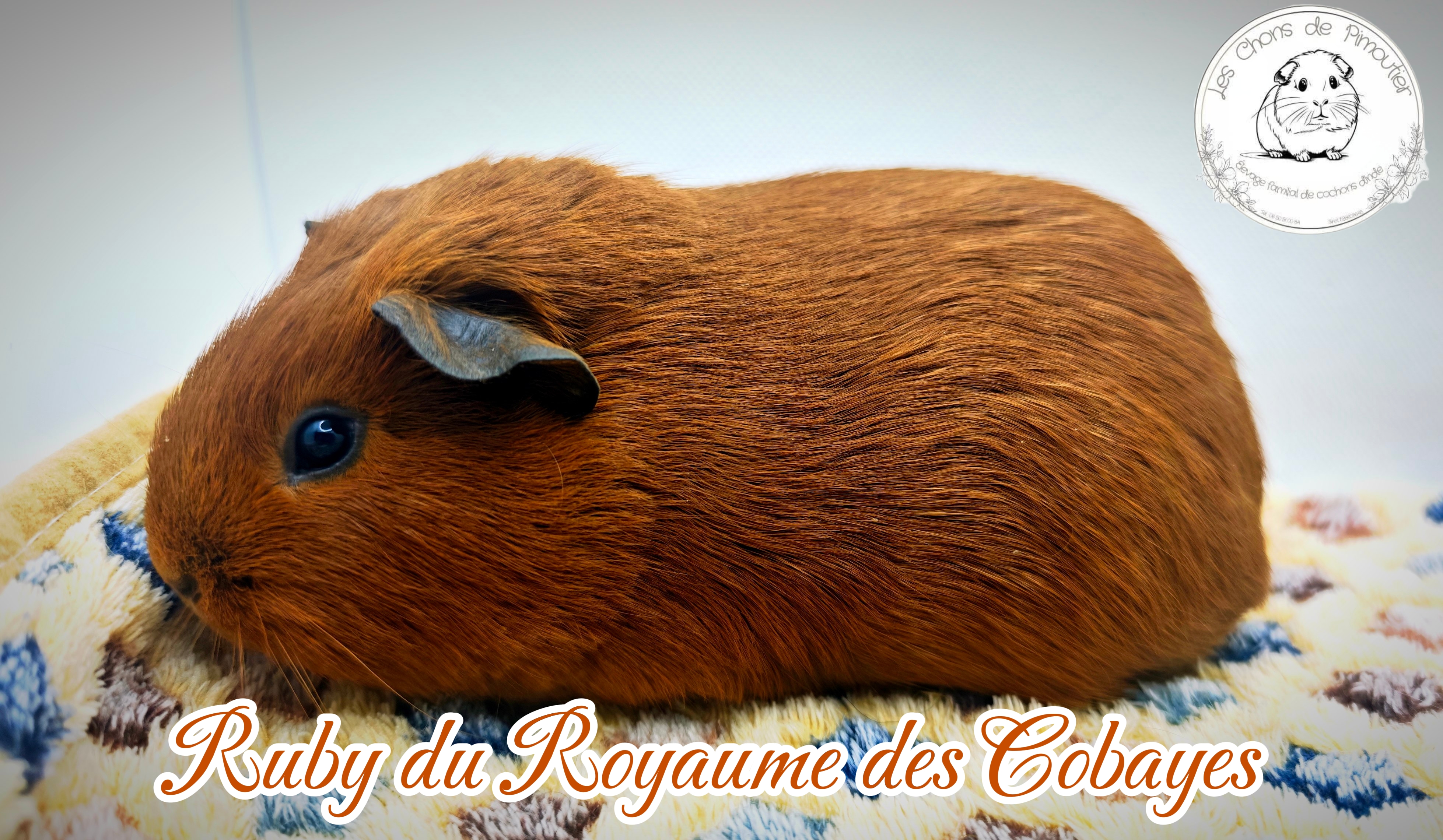 Photo de Ruby du Royaume des Cobayes