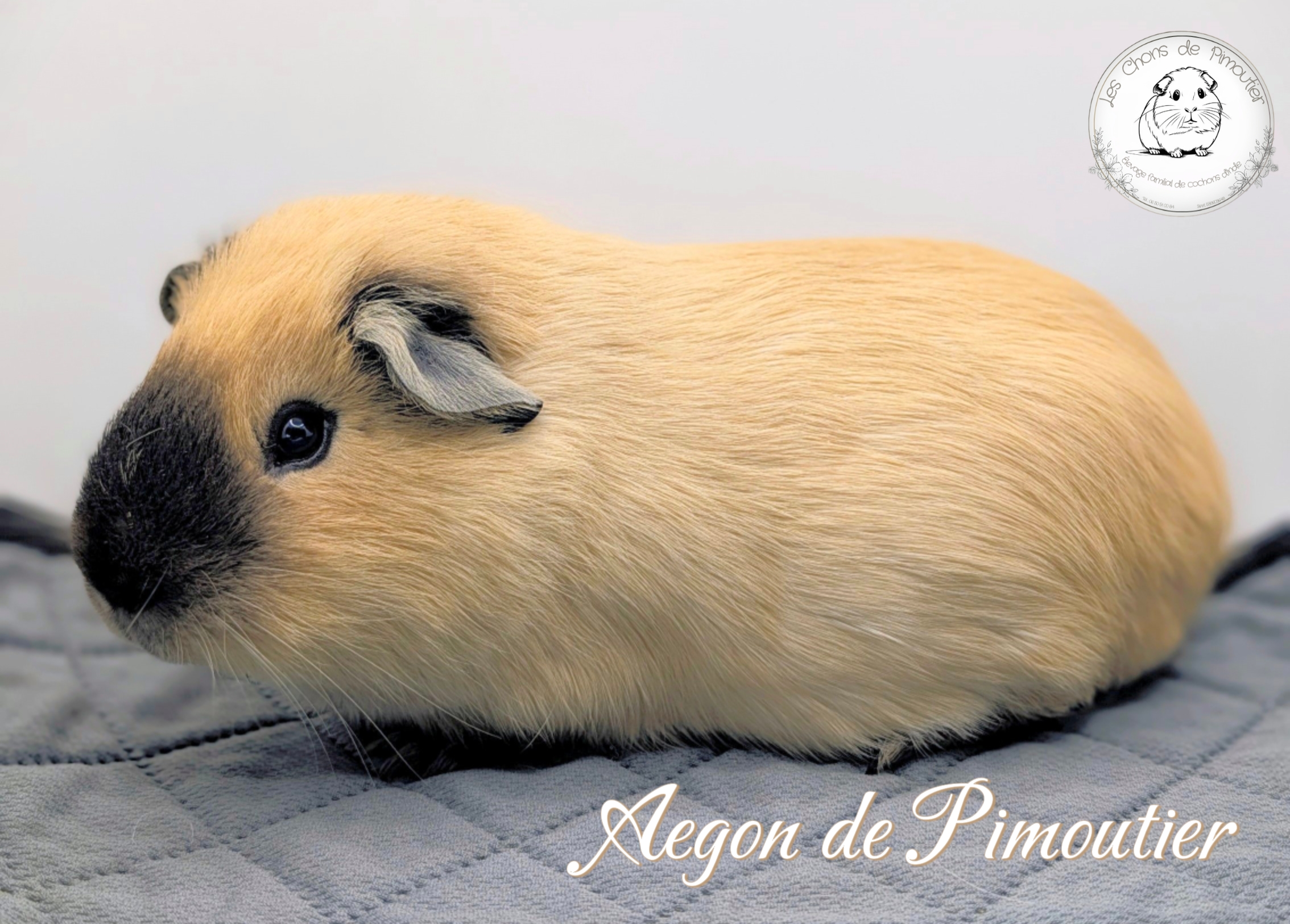 Photo de Aegon de Pimoutier