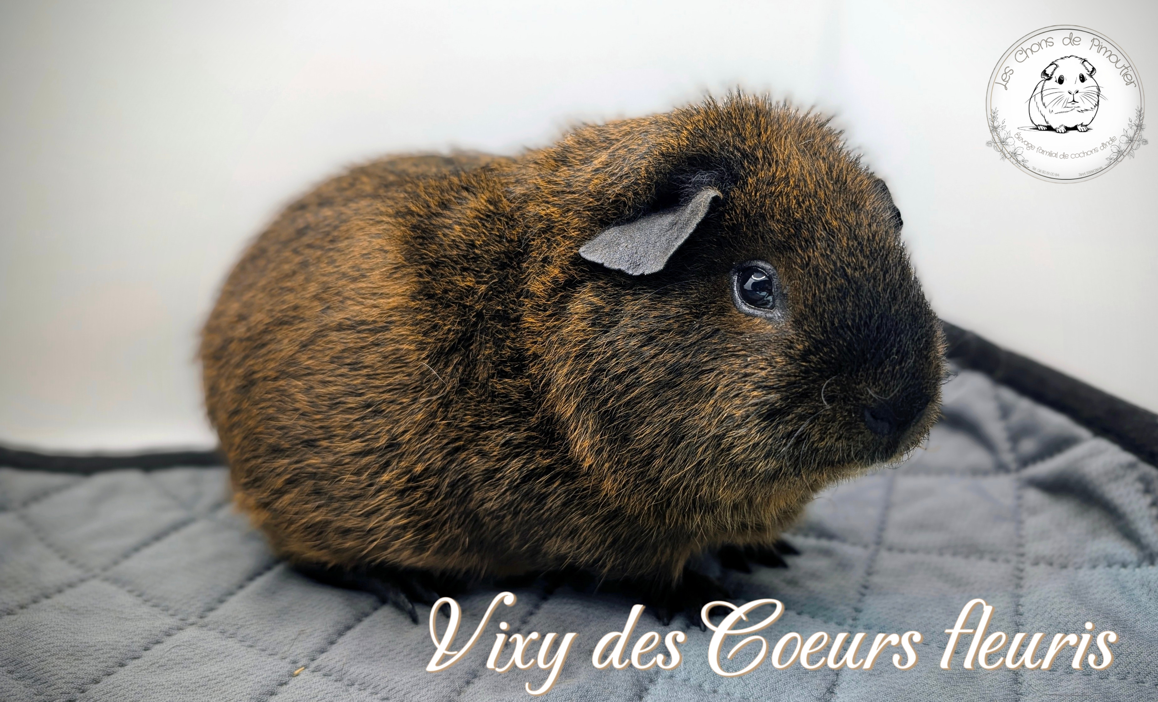 Photo de Vixy des Coeurs Fleuris