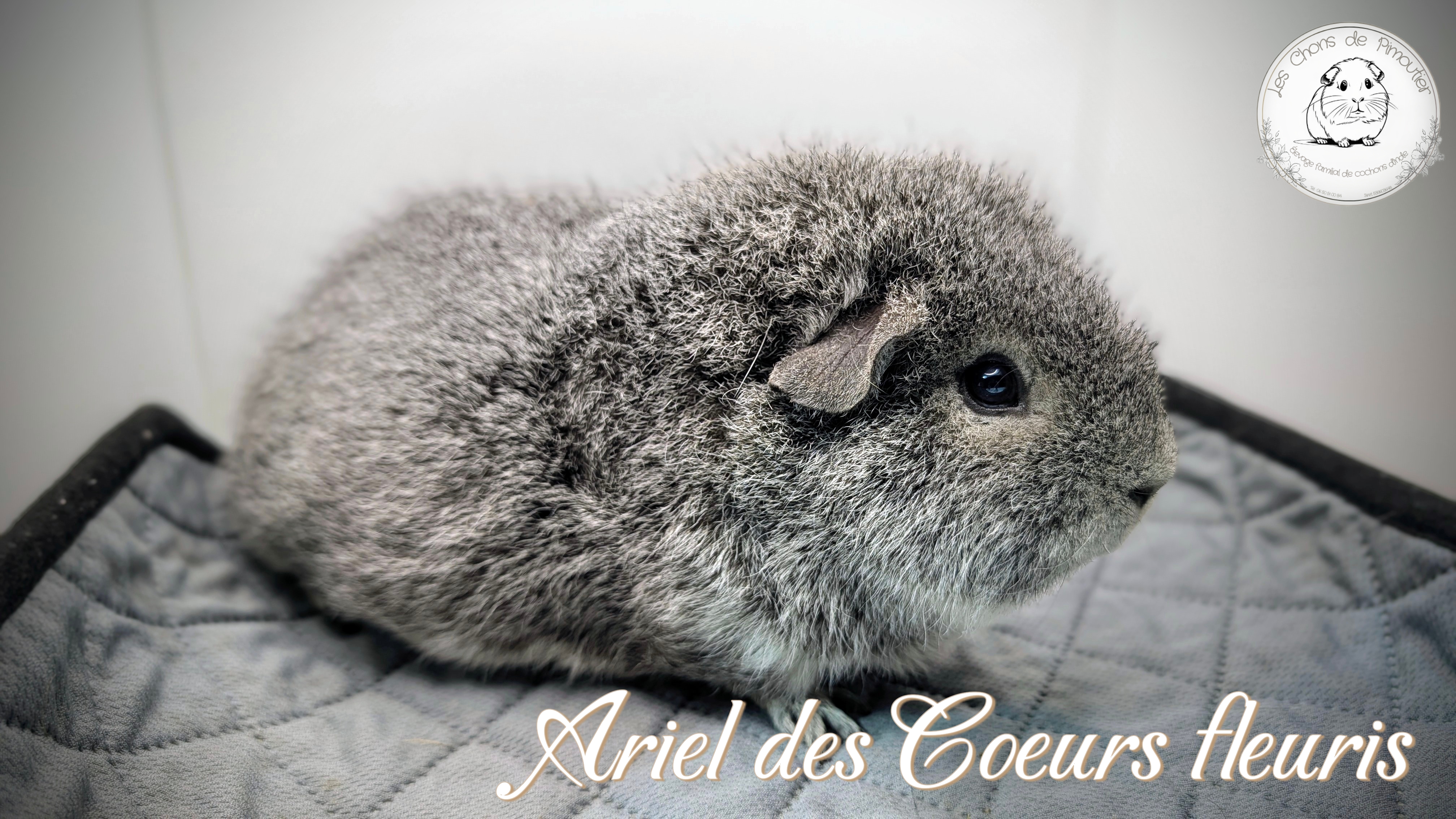 Photo de Ariel des Coeurs fleuris